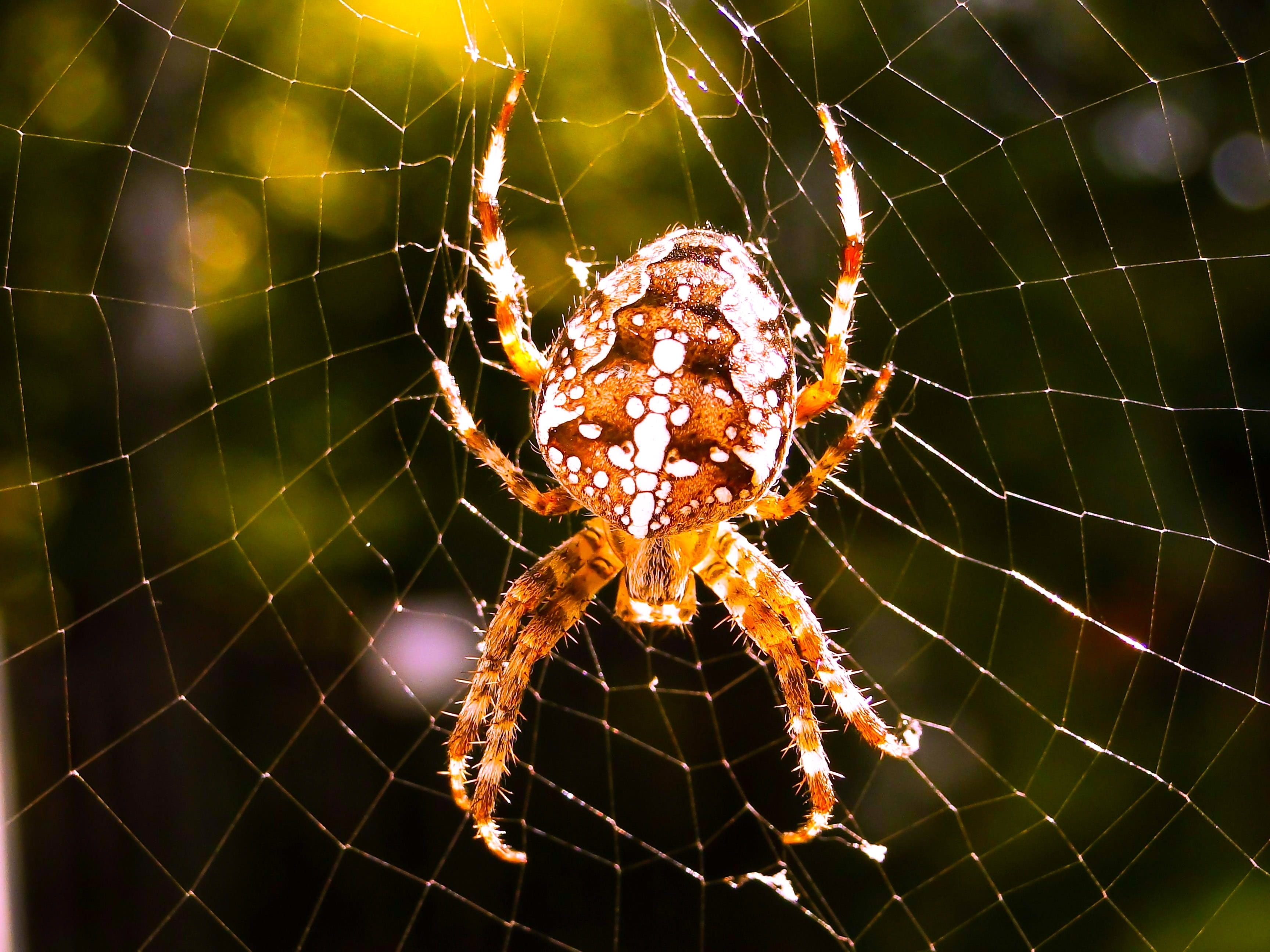 2K, at the court of, the fear, cobweb, spider, rosa, zoology, spiders web, complexity, no people, female, web, fragility, animal leg, focus on foreground, HD Wallpaper