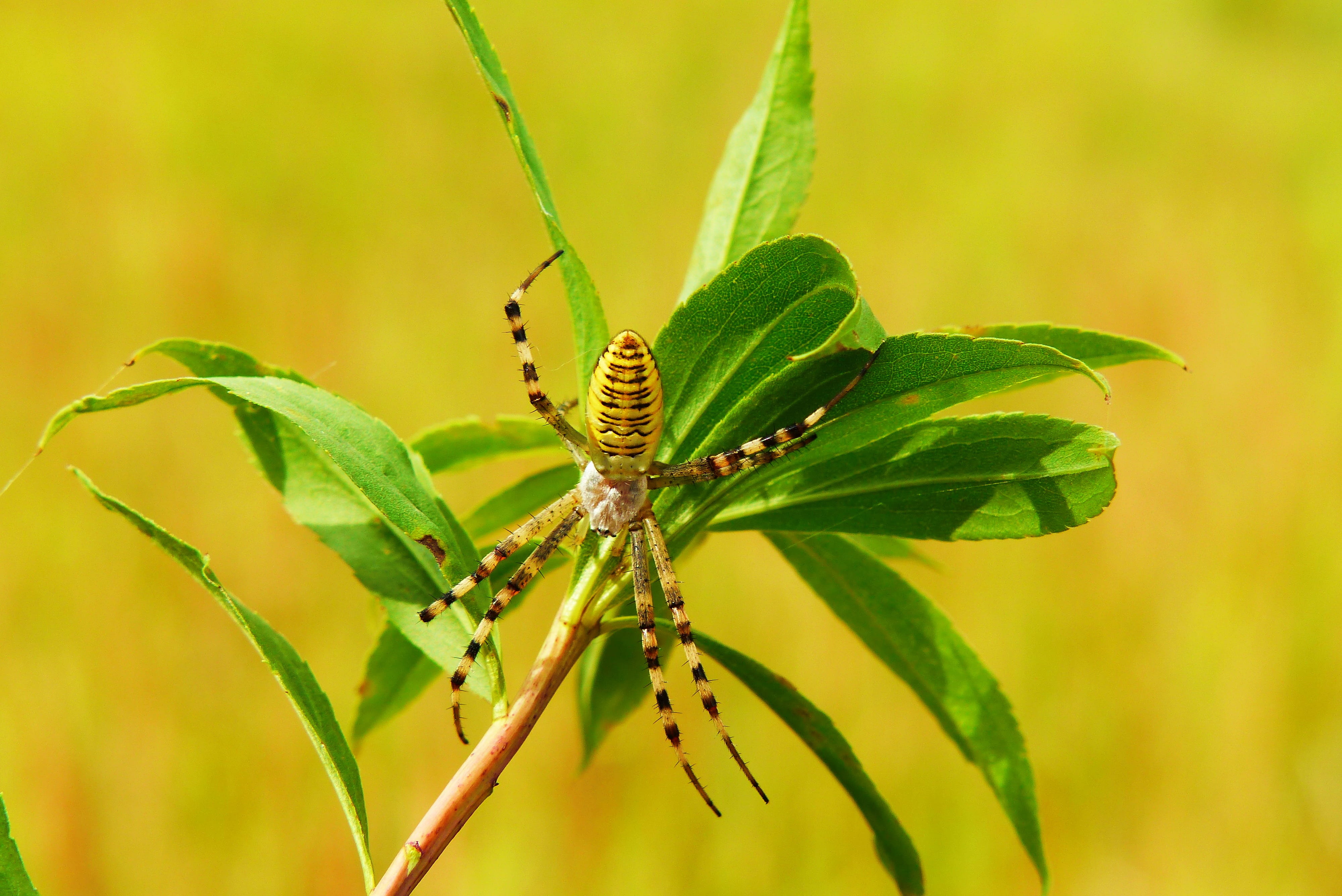 color, plant, arachnid, close-up, animal, leaf, summer, green color, the environment, one animal, animal body part, no people, outdoors, lawn, hairy, insect, HD Wallpaper