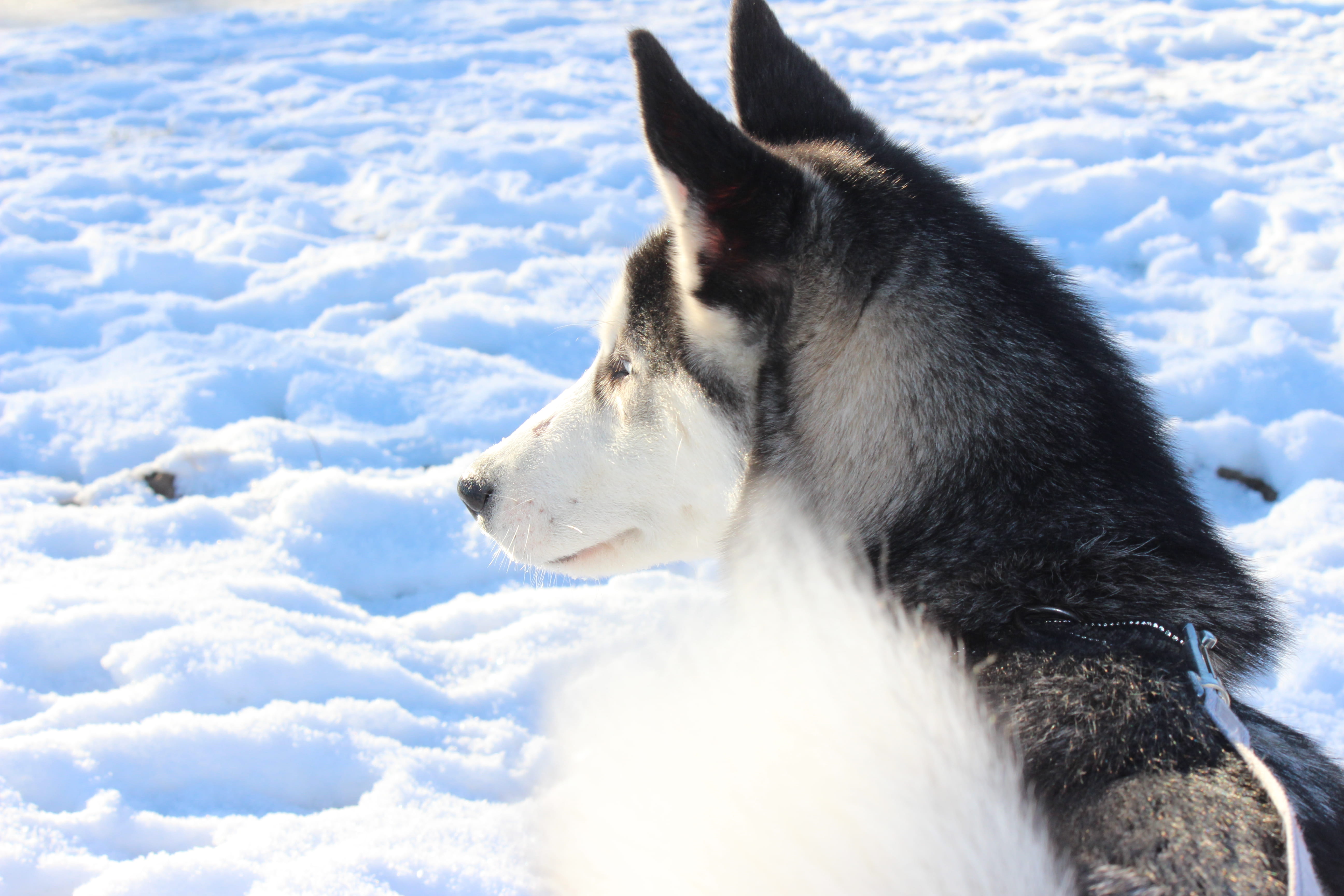 canine, pets, 5K, snow, nature, netherlands, snownose, mammal, husky, neede, domestic, bluesnow, no people, nervous, day, animal themes, dog, vertebrate, HD Wallpaper