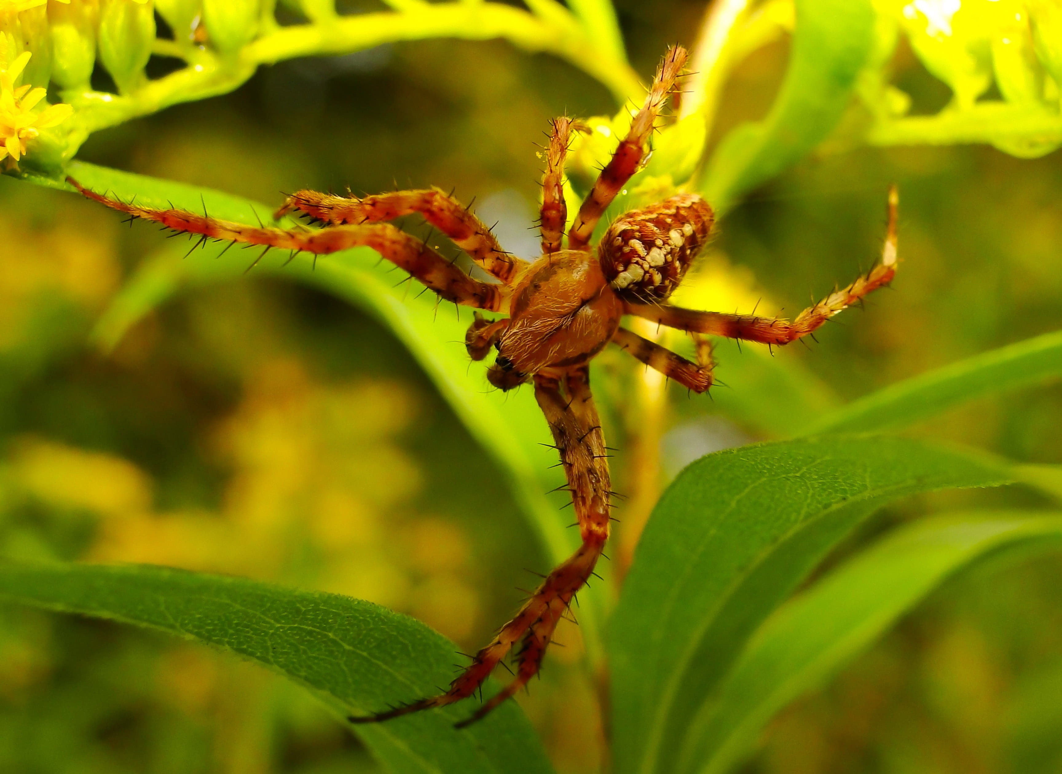 hairy, animal wildlife, spiders web, arachnid, focus on foreground, no people, insect, the environment, day, summer, lawn, the fear, nature, invertebrate, HD Wallpaper