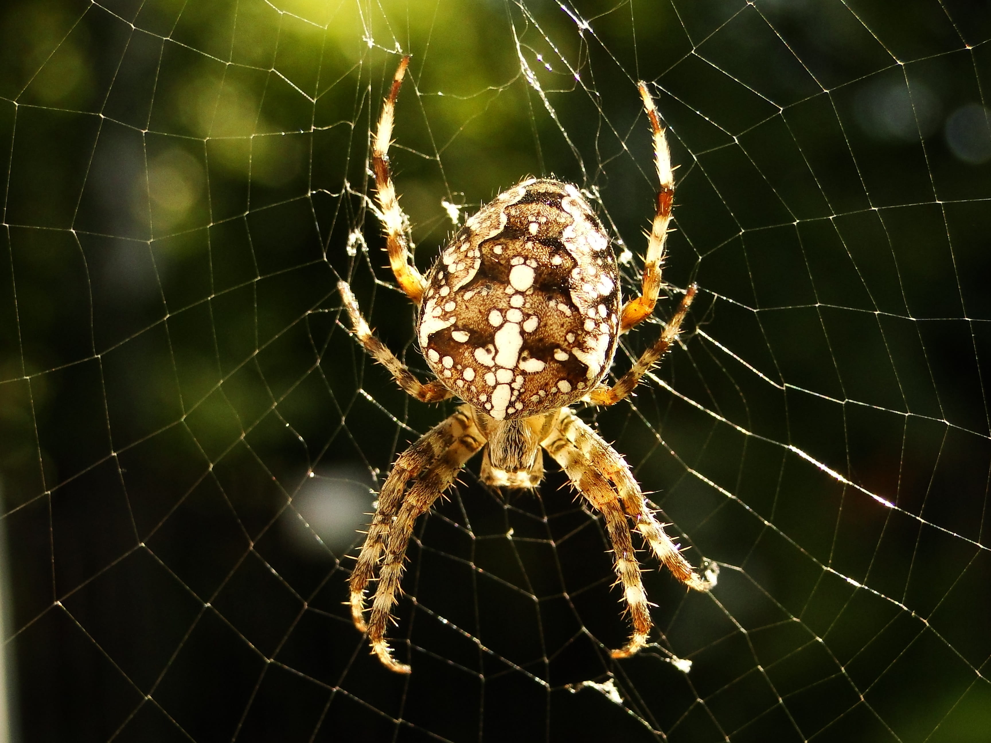 animal, fragility, nature, no people, crusader garden, close-up, spider, cobweb, animal leg, one animal, phobia, spider web, arachnid, poisonous, complexity, HD Wallpaper