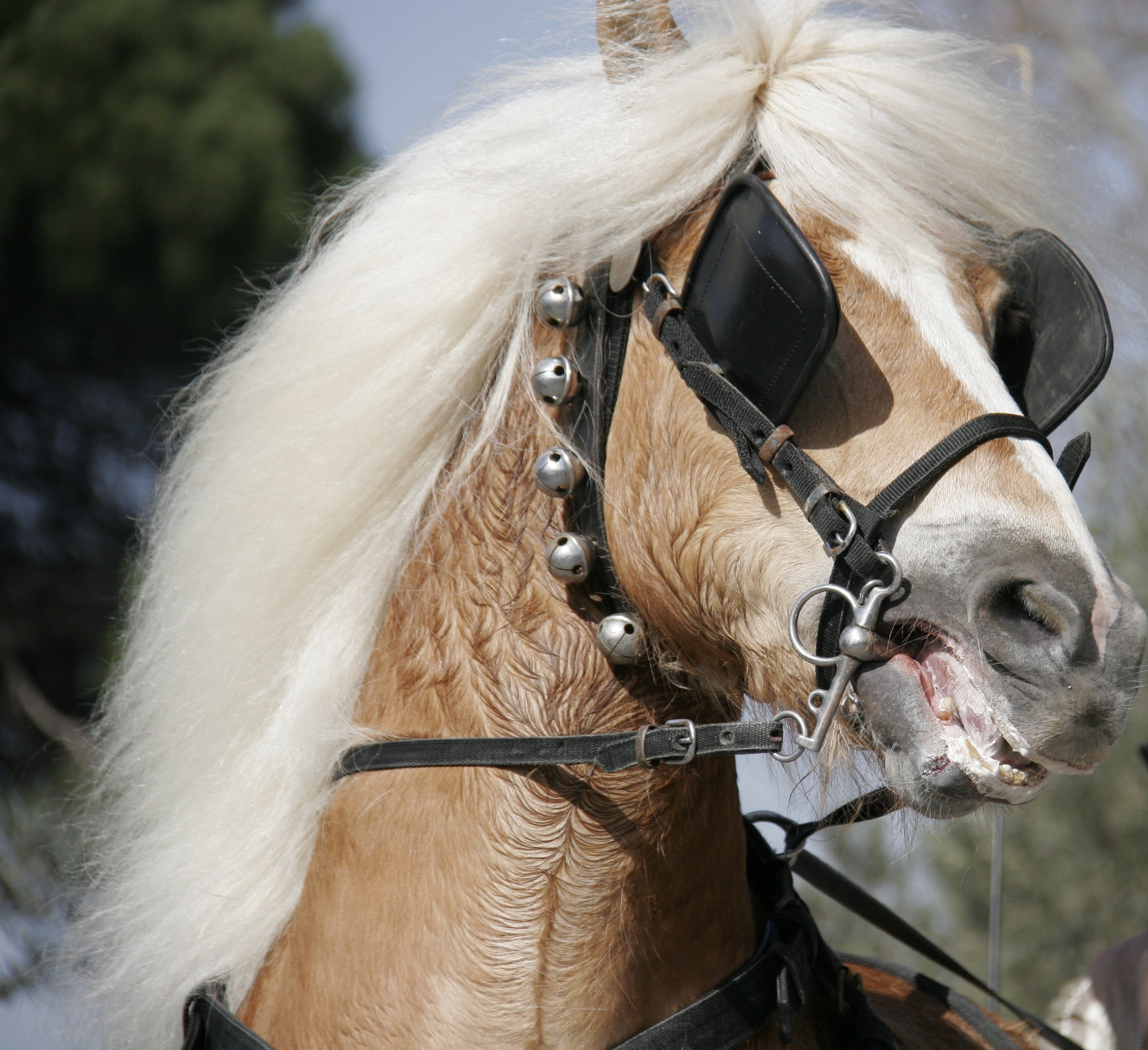 horse, animal, bridle, animal nose, day, working animal, pets, outdoors, domestic, horse face, close-up, hair, nervous, animal body part, one animal, animal head, HD Wallpaper