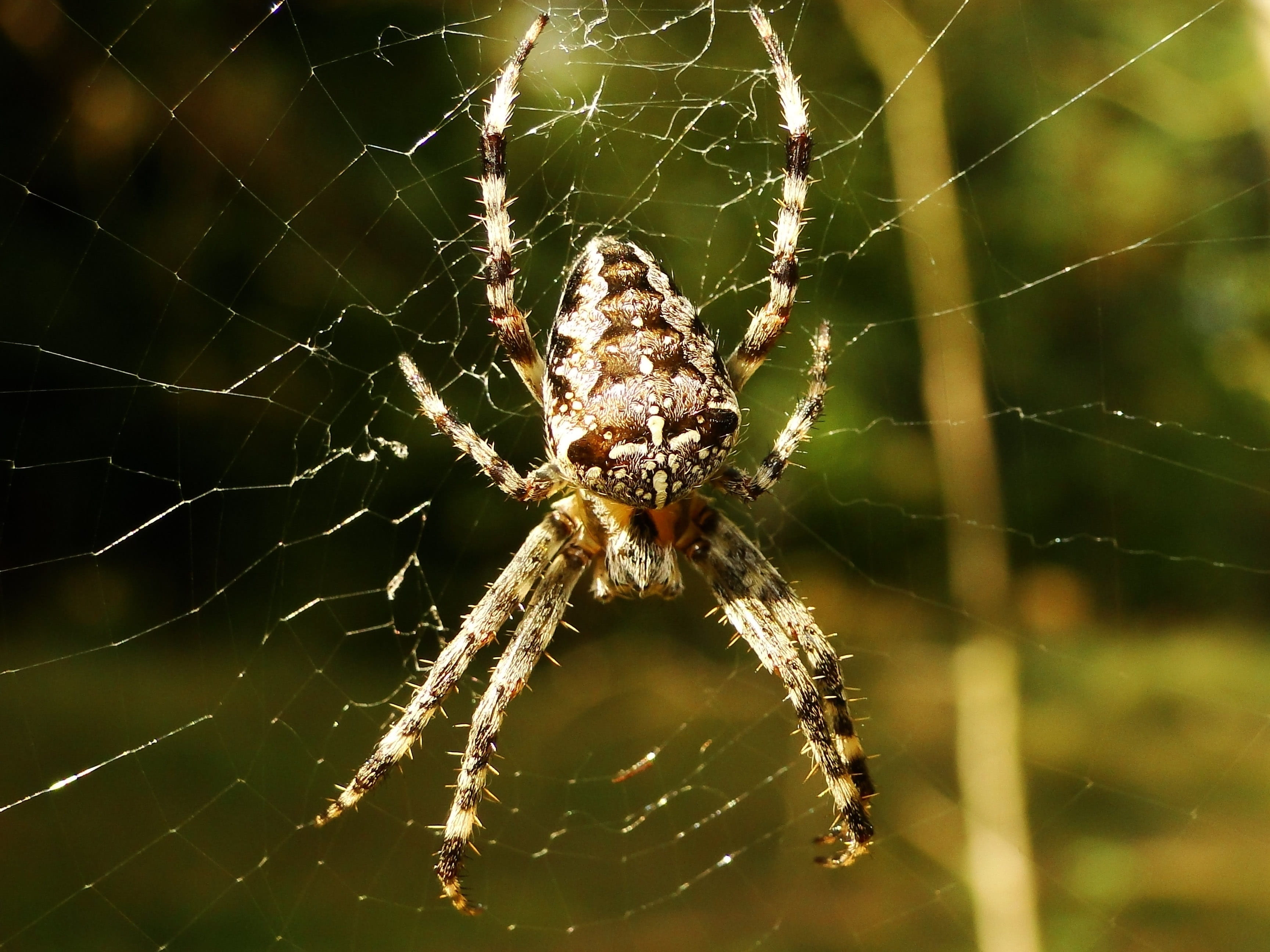 crusader garden, zoology, nature, complexity, animal, animal body part, animal themes, creepy, spider, at the court of, insect, focus on foreground, web, HD Wallpaper