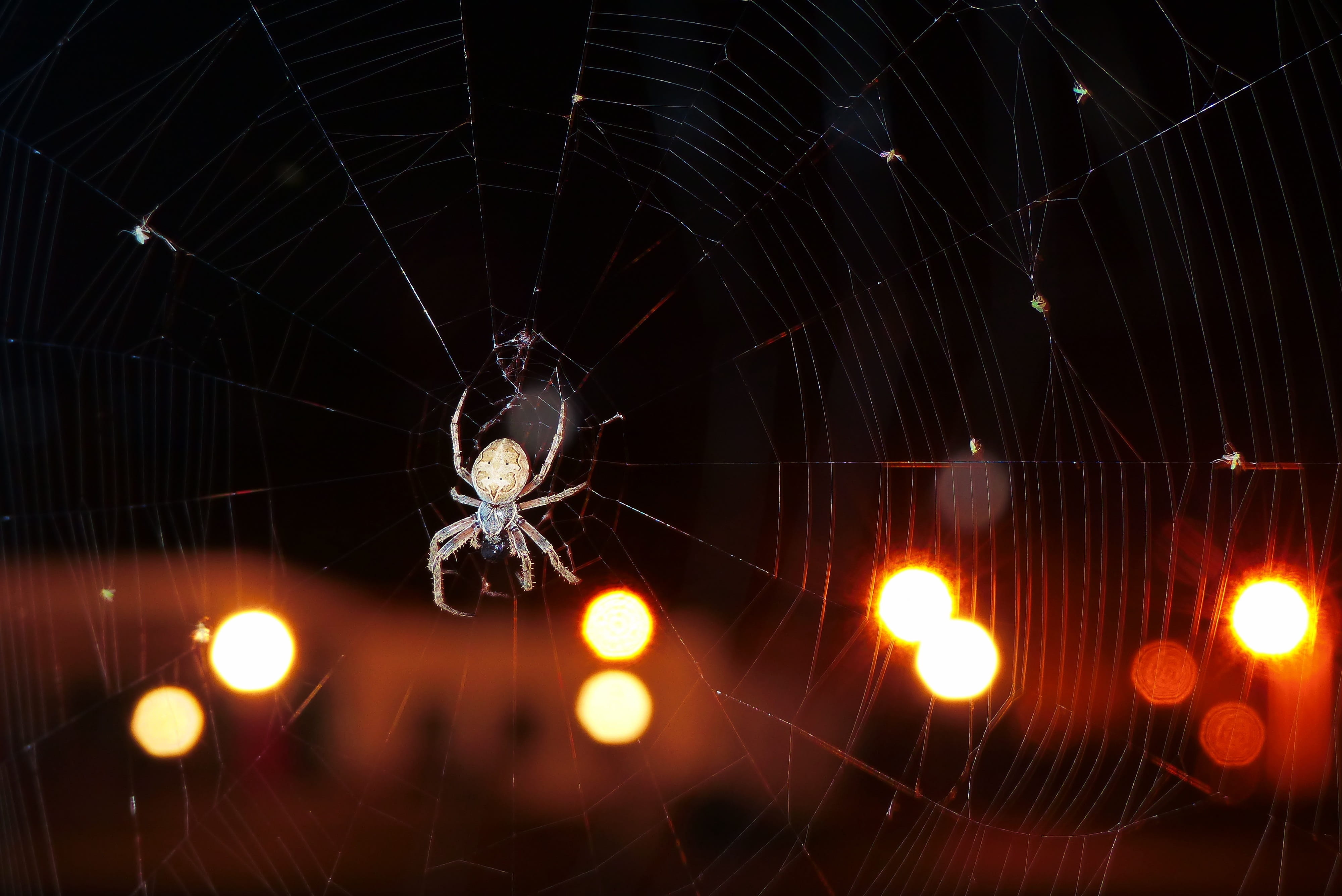 animals, biology, arachnids, fragility, creepy, invertebrates, no people, animal, night, phobia, vulnerability, color, spider, the environment, glowing, HD Wallpaper