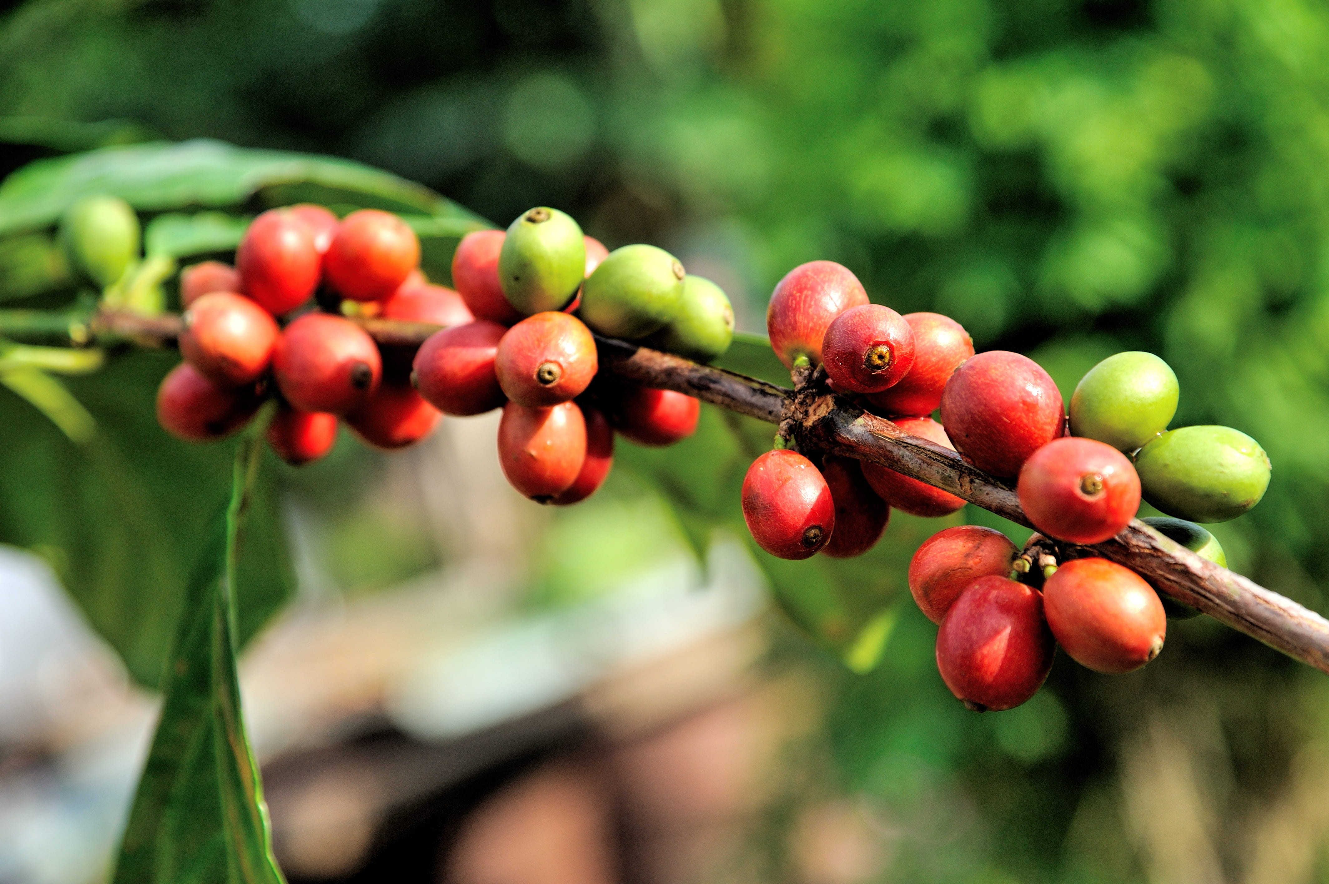 bali, berries, agriculture, wellbeing, berry fruit, fruit, close-up, cultivate, beverage, farm, raw, focus on foreground, industry, nobody, plantation, HD Wallpaper