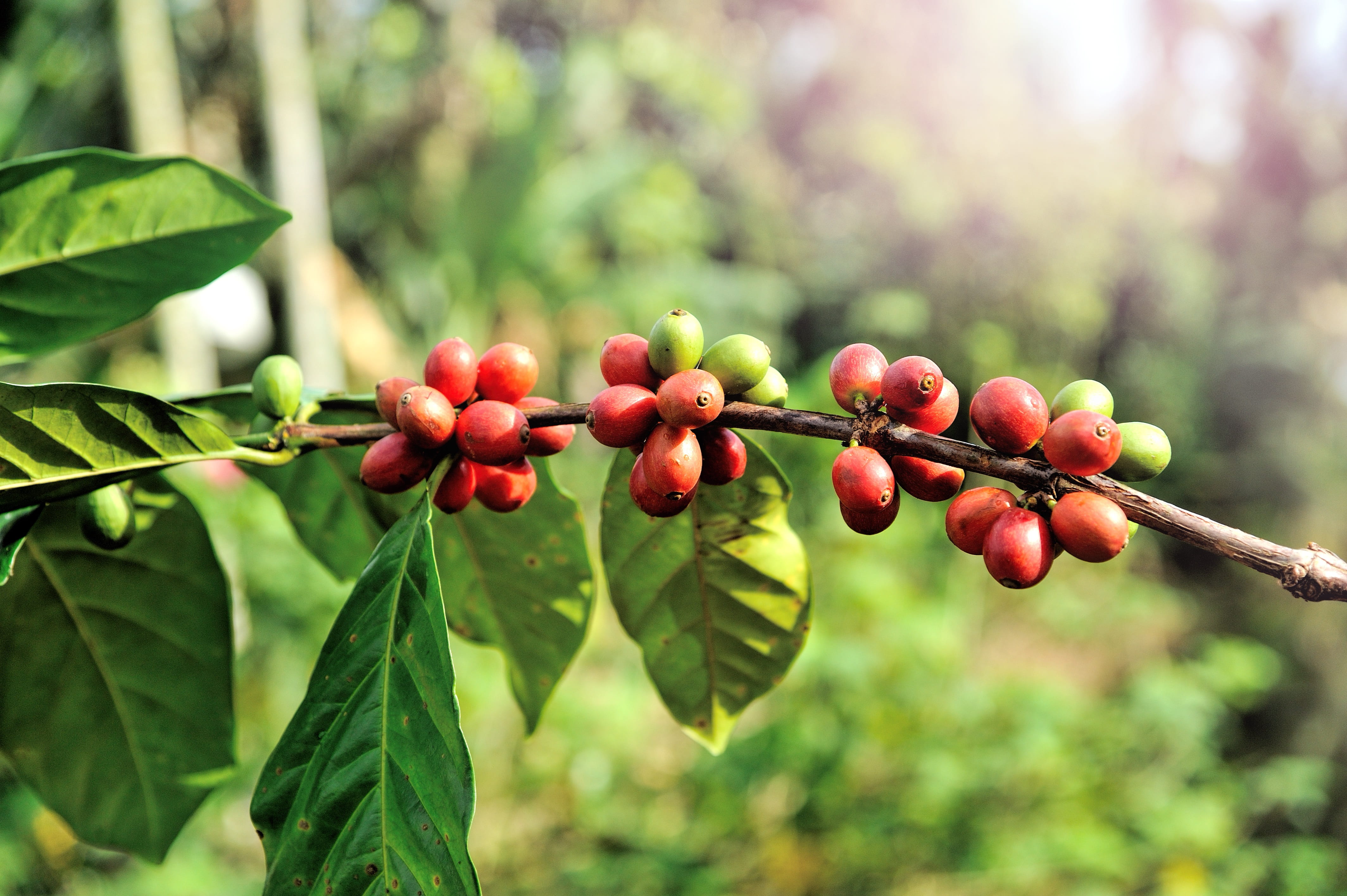 roast, selective, berries, bean, tree, cherry tree, drink, no people, healthy eating, agriculture, north of thailand, nature, focus, farming, beauty in nature, HD Wallpaper