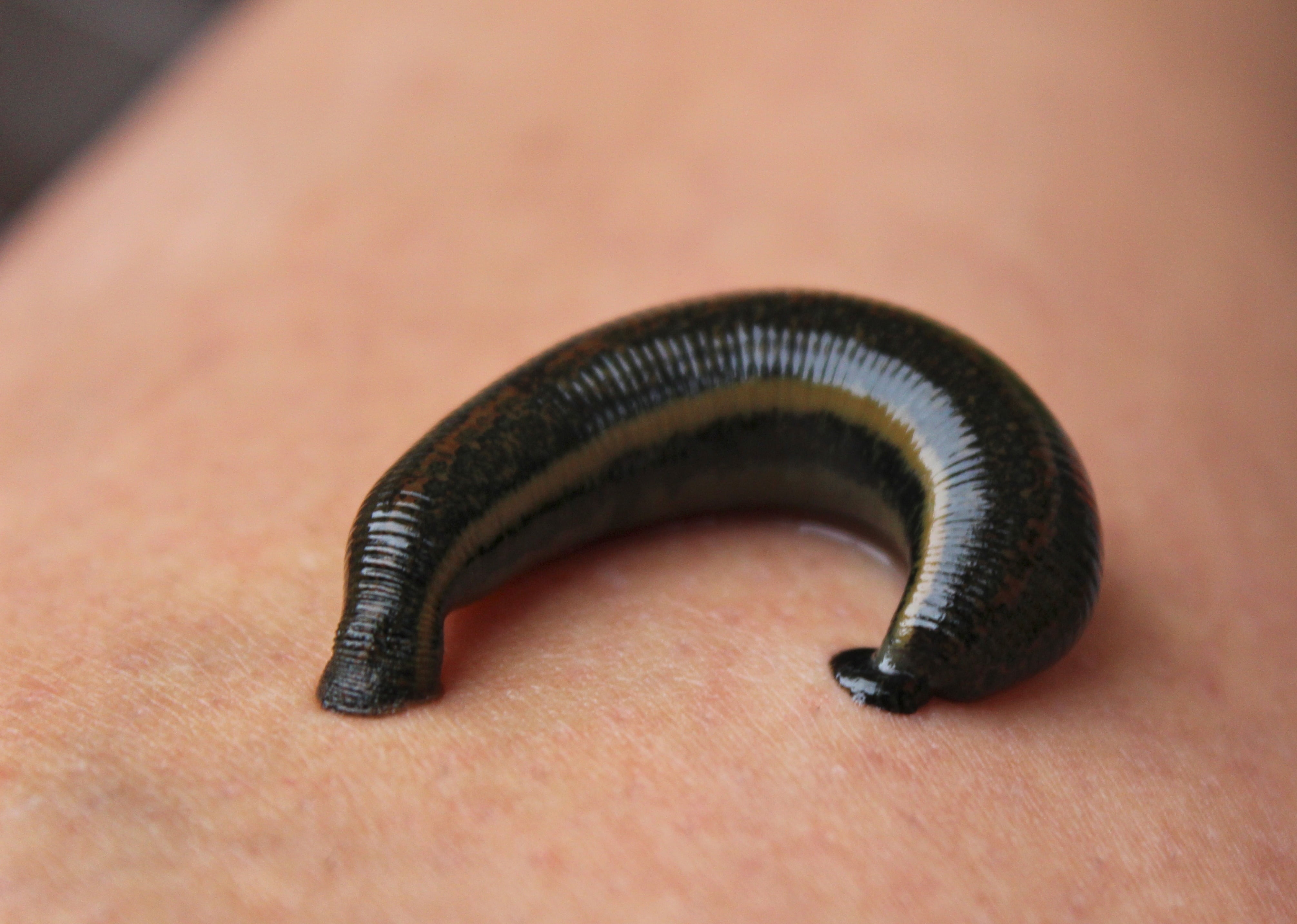 focus on foreground, brown, animal body part, close-up, human hand, insect, animals in the wild, invertebrate, body part, black, leech, sucking, reptile, HD Wallpaper