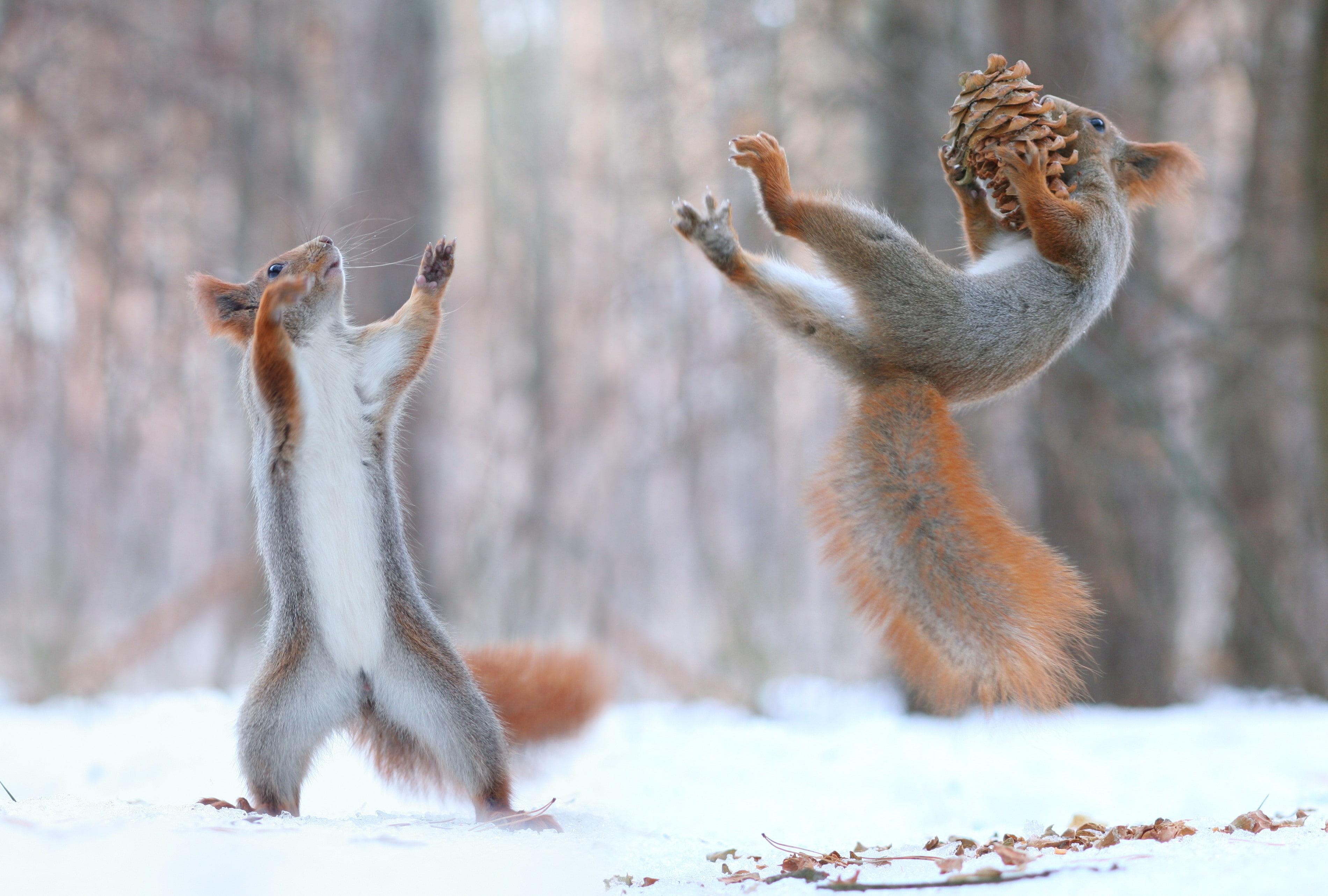 snow, squirrel, 2K, pine cones, HD Wallpaper