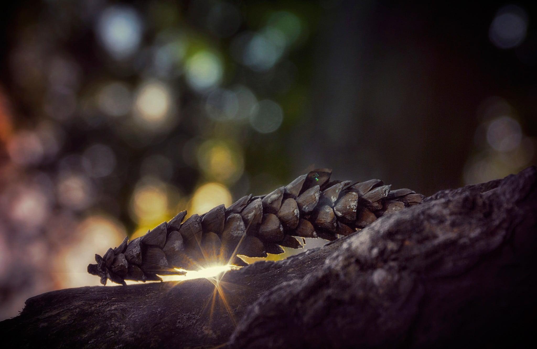 photography, shallow, vertebrate, tree, fir Tree, pine, gray, rock - object, nature, season, no People, close-up, plant, animals in the wild, bokeh, sunlight, HD Wallpaper