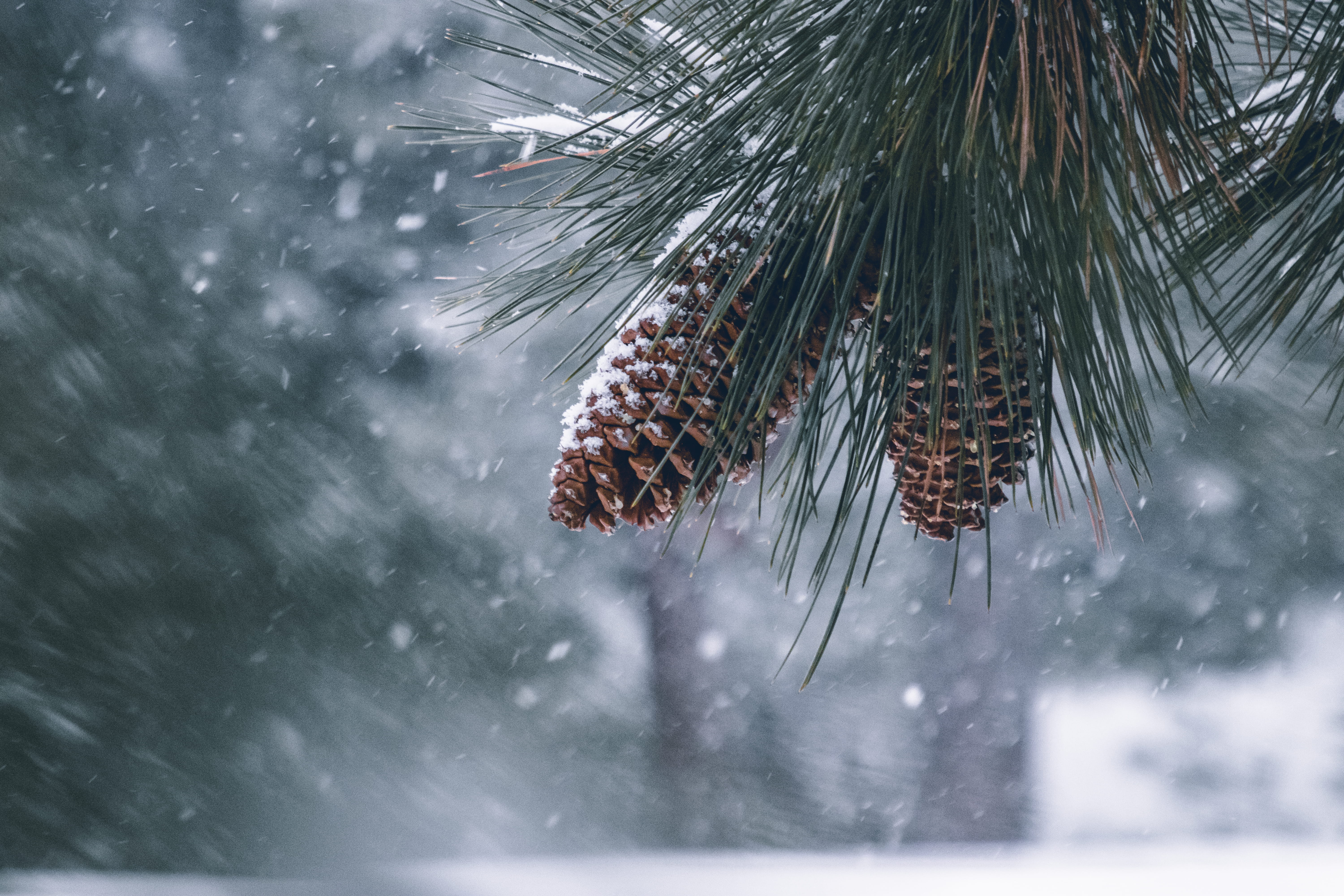 beauty in nature, close-up, animal wildlife, day, 5K, blizzard, pine tree, storm, pine cones, outdoors, needle - plant part, extreme weather, pine, selective focus, HD Wallpaper