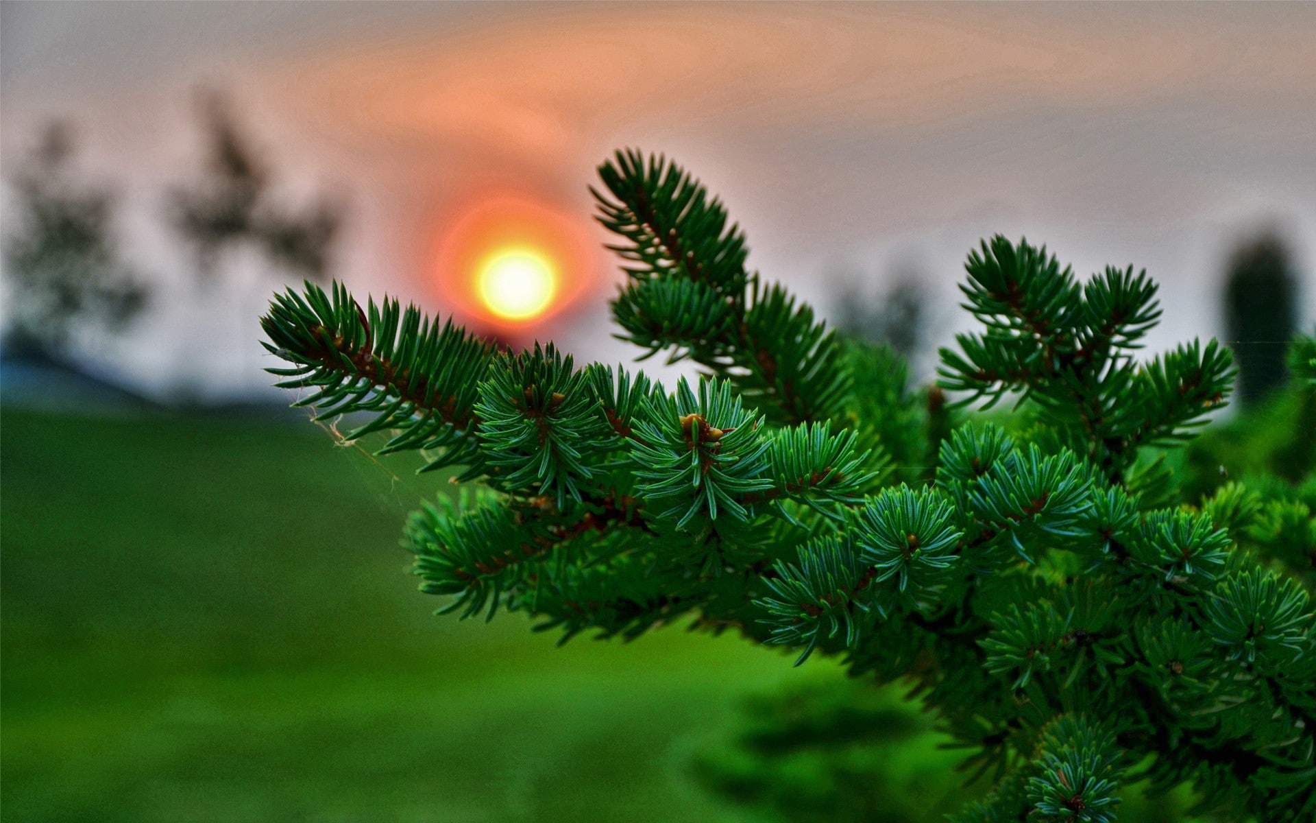 leaves, sunlight, plants, photography, 1080P, blurred, Sun, nature, pine cones, macro, HD Wallpaper