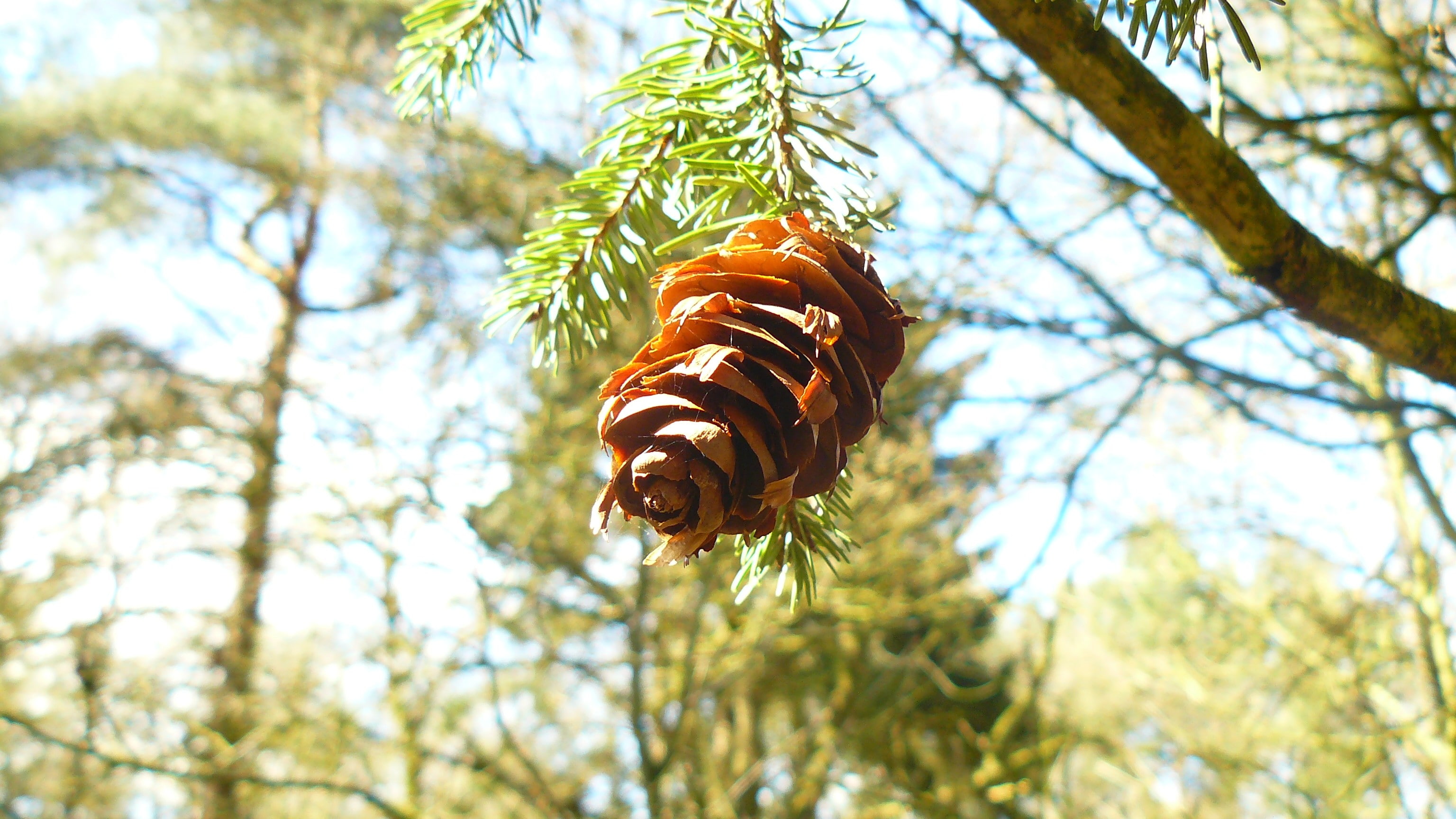 leaves, 2K, forest, pine cones, HD Wallpaper