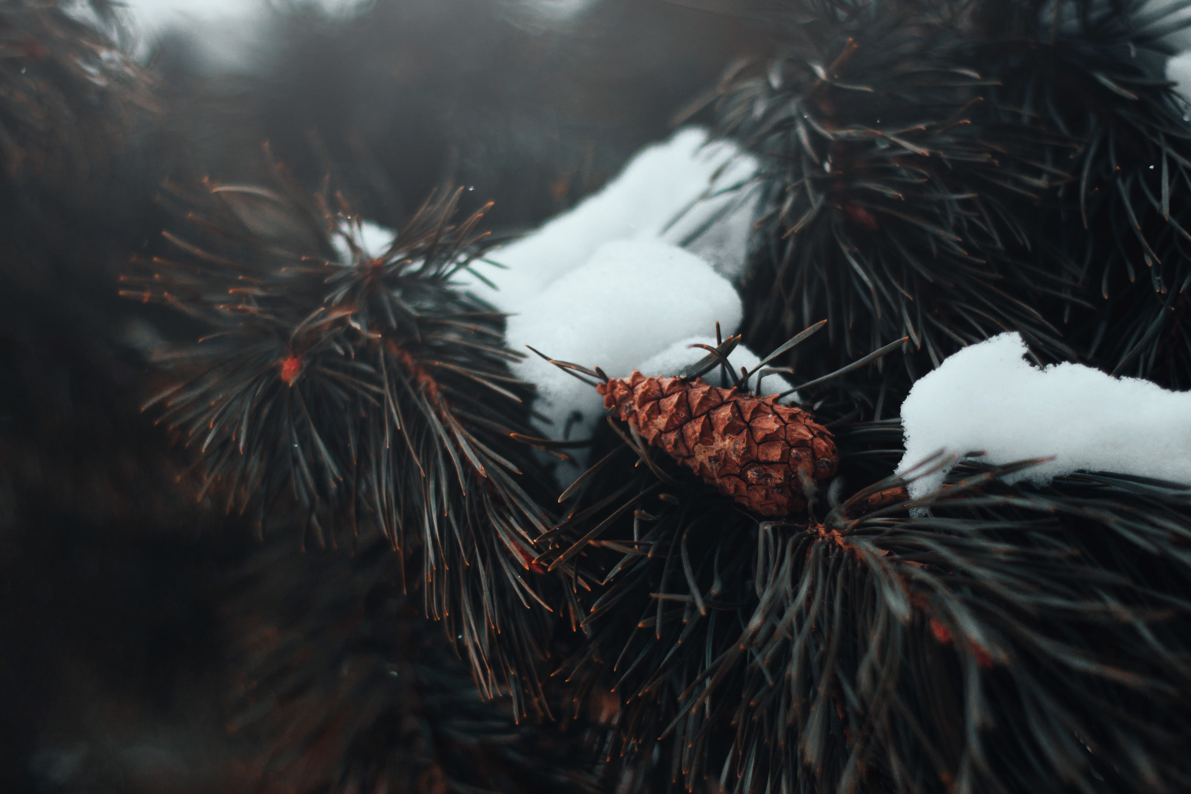 branch, pine cones, needle - plant part, cold temperature, mist, pine tree, white color, tree, food, outdoors, growth, food and drink, snow, day, selective focus, HD Wallpaper