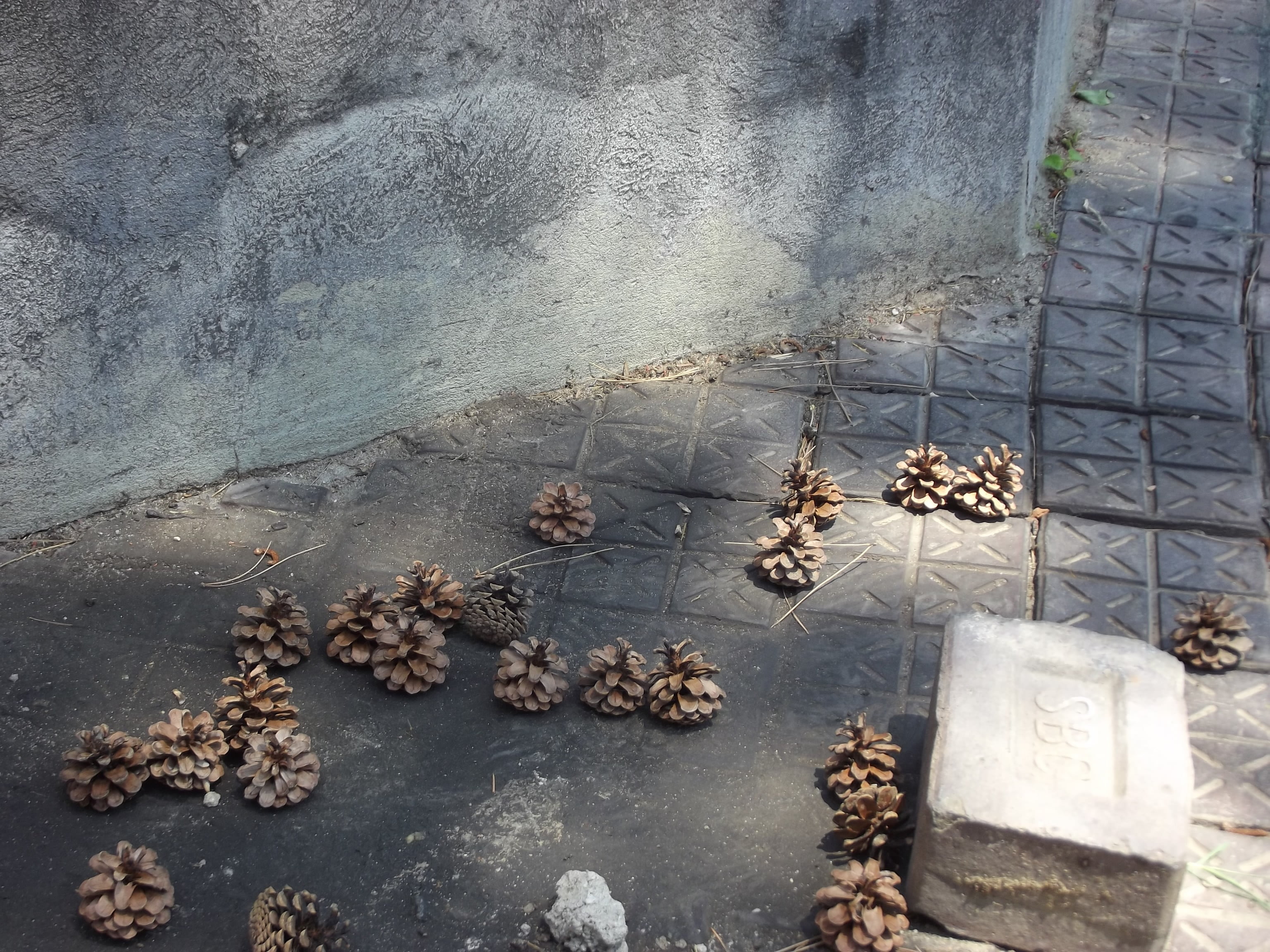 pine cones, nature, 2K, day, flowering plant, no people, high angle view, footpath, flooring, reflection, solid, animal themes, plant, built structure, HD Wallpaper