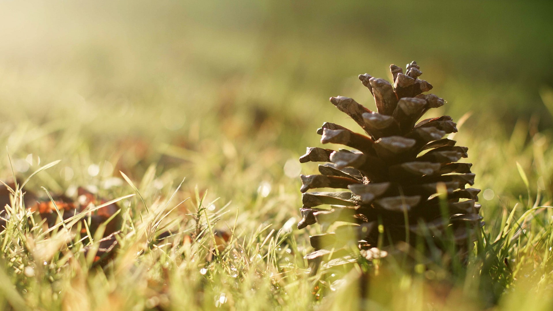 nature, macro, grass, pine cones, 1080P, sunlight, HD Wallpaper