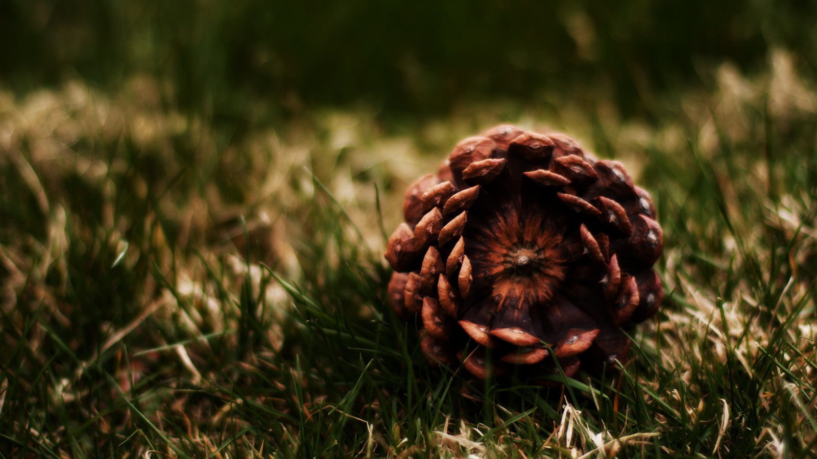 pine cones, macro, 720P, grass, nature, HD Wallpaper