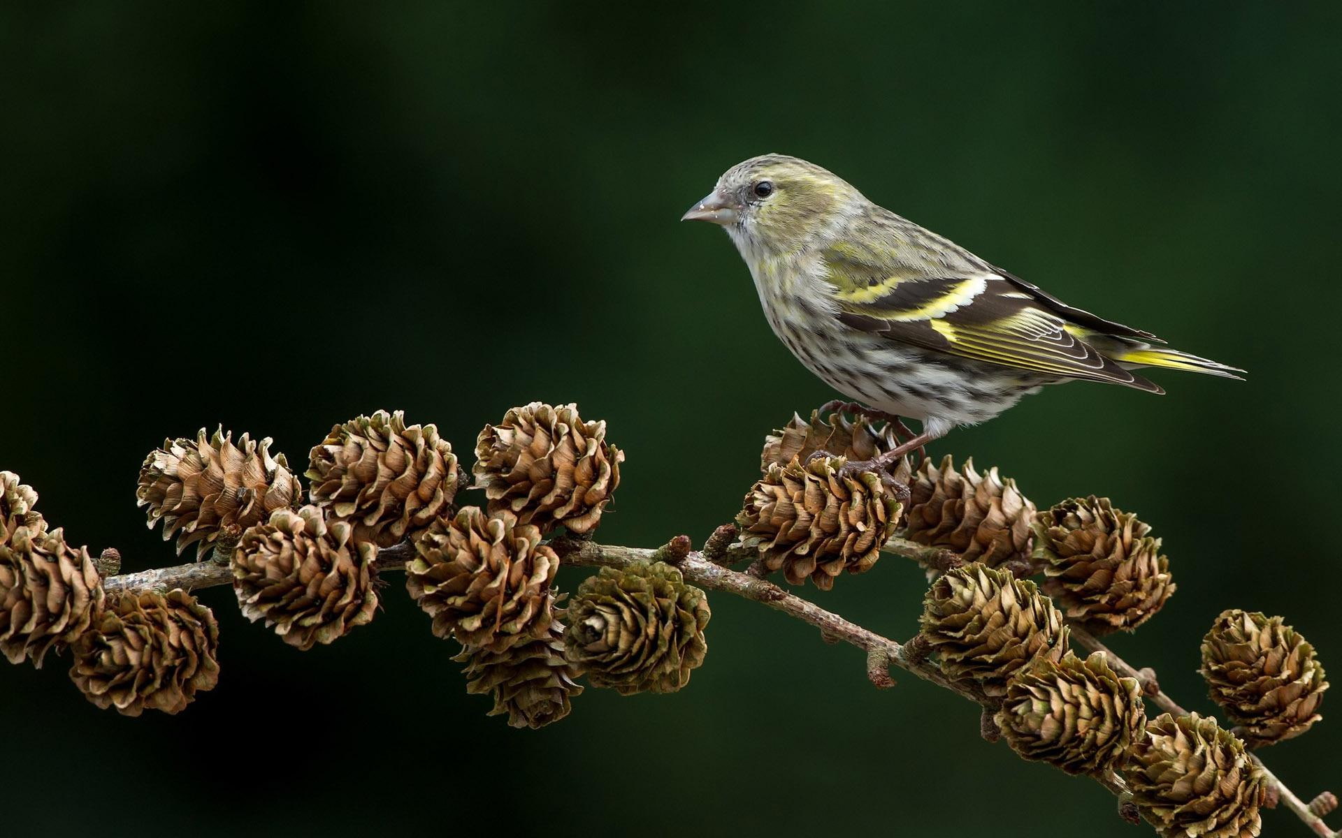 cones, 1080P, 1920x1200, animals, bird, european, pine, small, greenfinch, HD Wallpaper