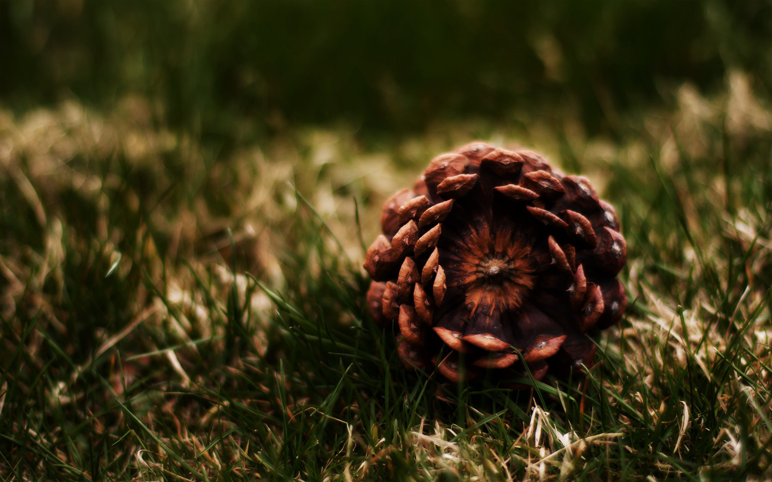 backgrounds, grass, macro, autumn, single Object, field, decoration, close-up, winter, photography, beauty in nature, no People, plant, pine Cone, food, HD Wallpaper