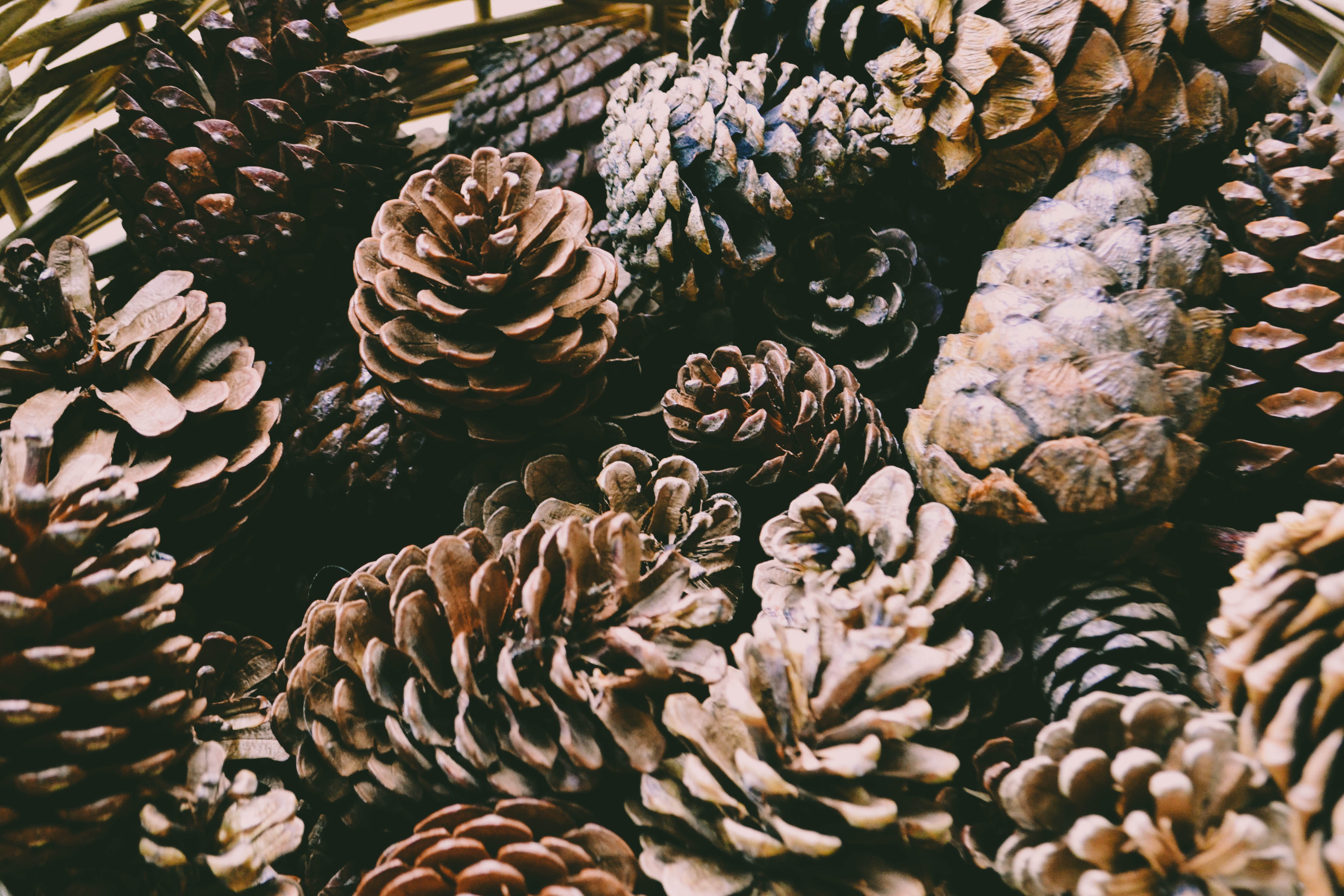 large group of objects, cone, no people, flower head, fragility, pattern, fall, close-up, lot, pinecone, cactus, day, plant, nature, pinecones, outdoors, HD Wallpaper