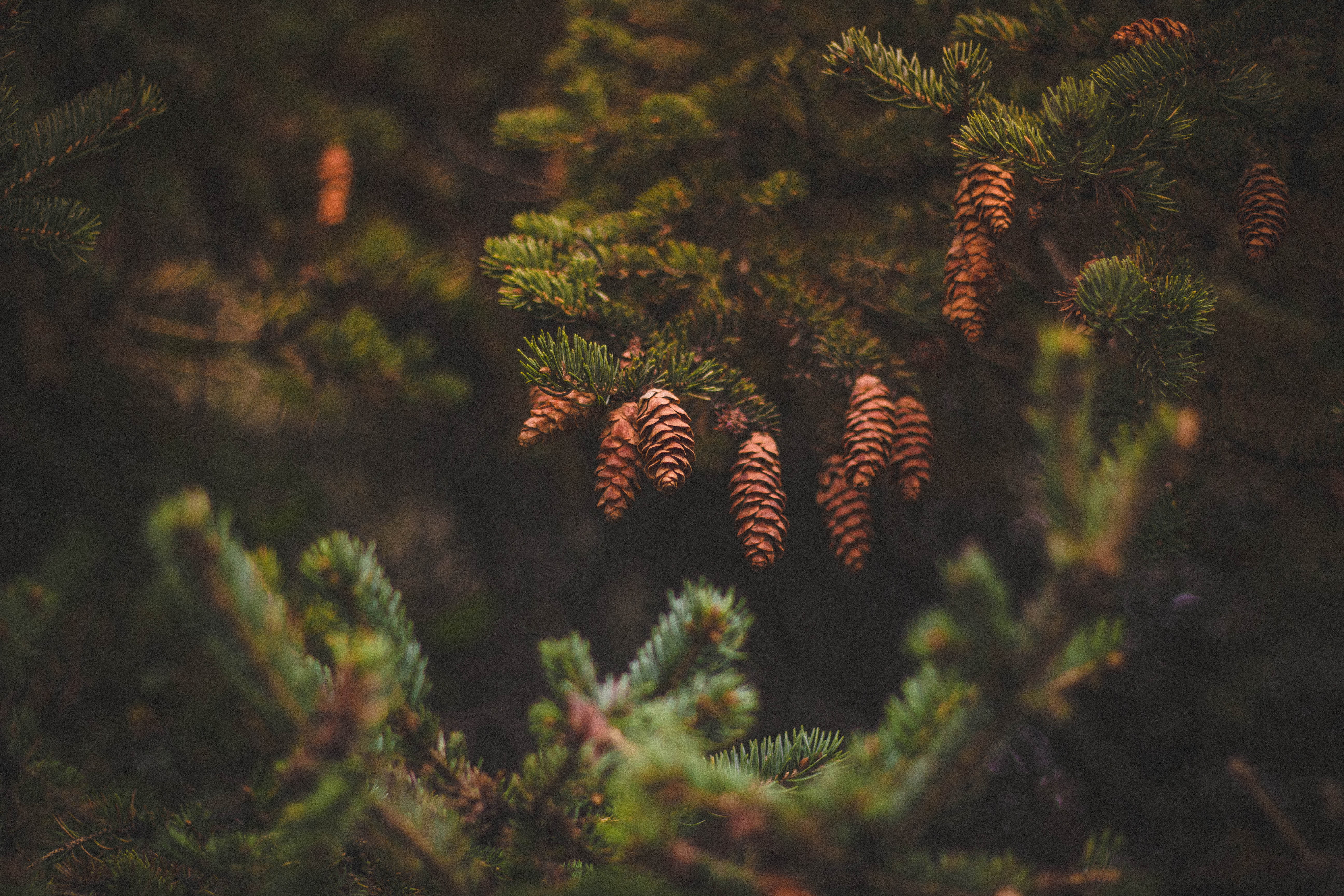 nature, decoration, winter, holiday, coniferous Tree, fir Tree, needles, no People, close-up, green Color, christmas, outdoors, fern, cones, brown, selective focus, HD Wallpaper
