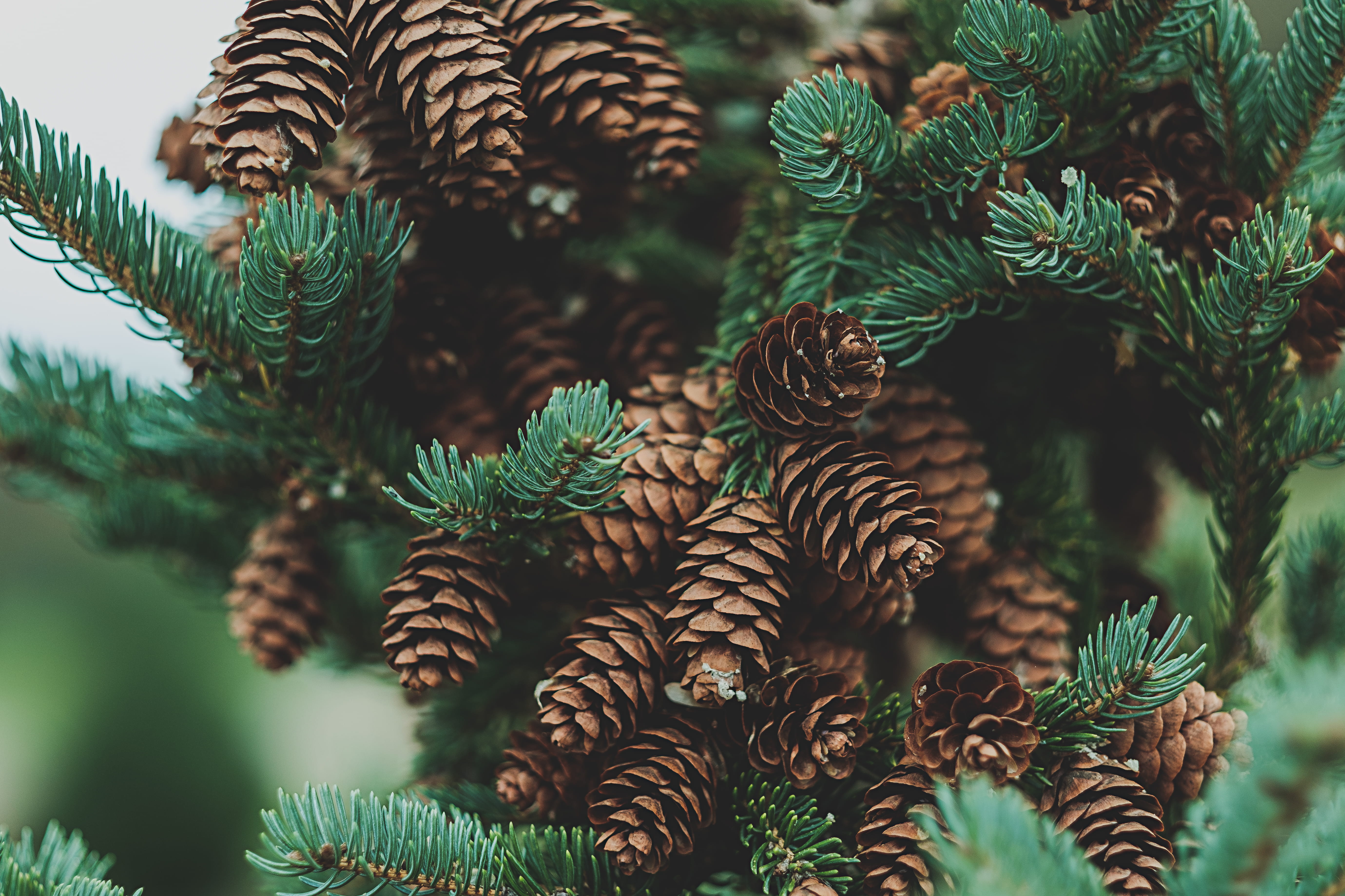 tree, day, pinecone, outdoors, shit, christmas, beauty in nature, photography, coniferous tree, cones, pine, green color, pinaceae, nature, fir tree, growth, HD Wallpaper