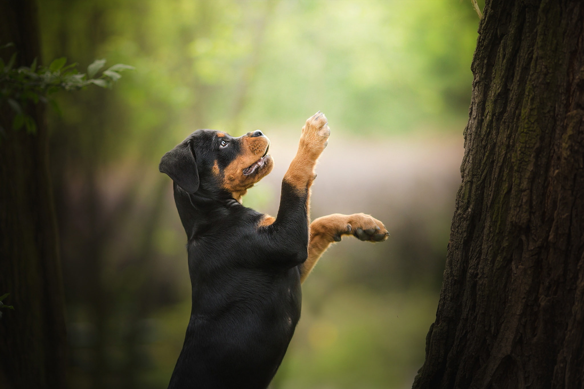 paws, puppy, 1080P, dog, bokeh, tree, stand, Rottweiler, HD Wallpaper