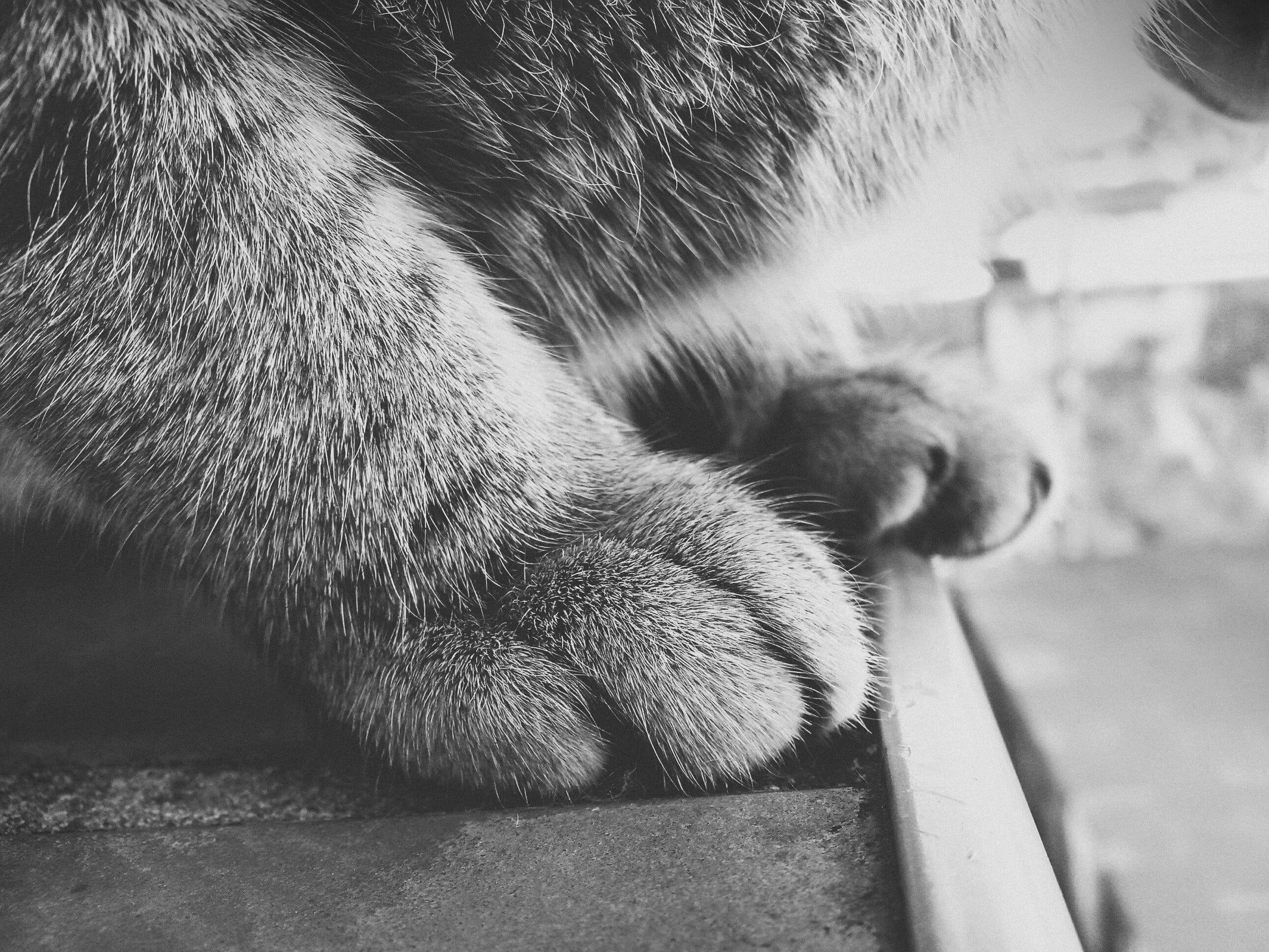 relaxation, focus on foreground, domestic Animals, mammal, cat, cute, animal Nose, photo, animal Eye, whisker, photography, sleeping, close-up, vertebrate, HD Wallpaper