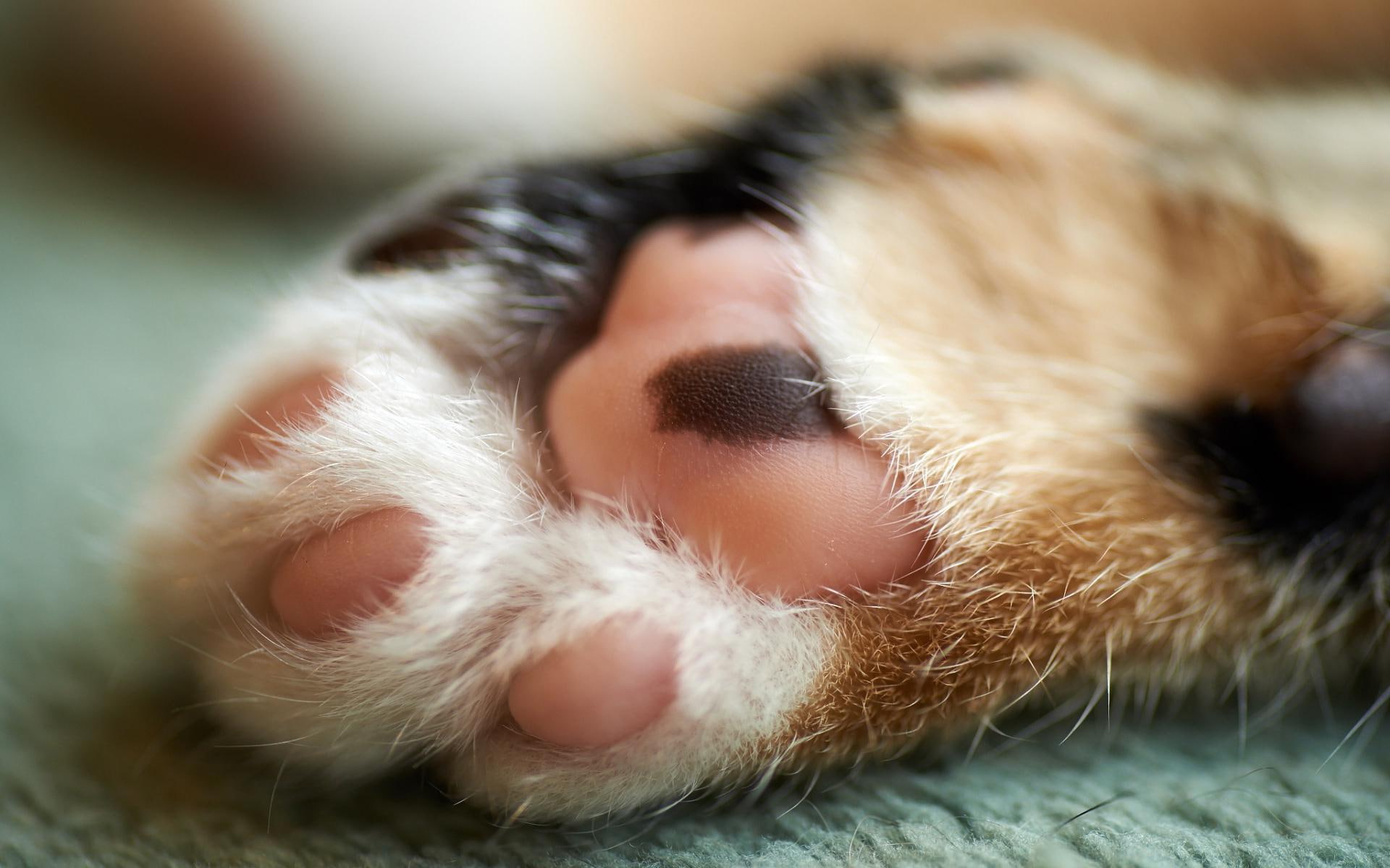 kitty, cute, cat, 1080P, paw, HD Wallpaper