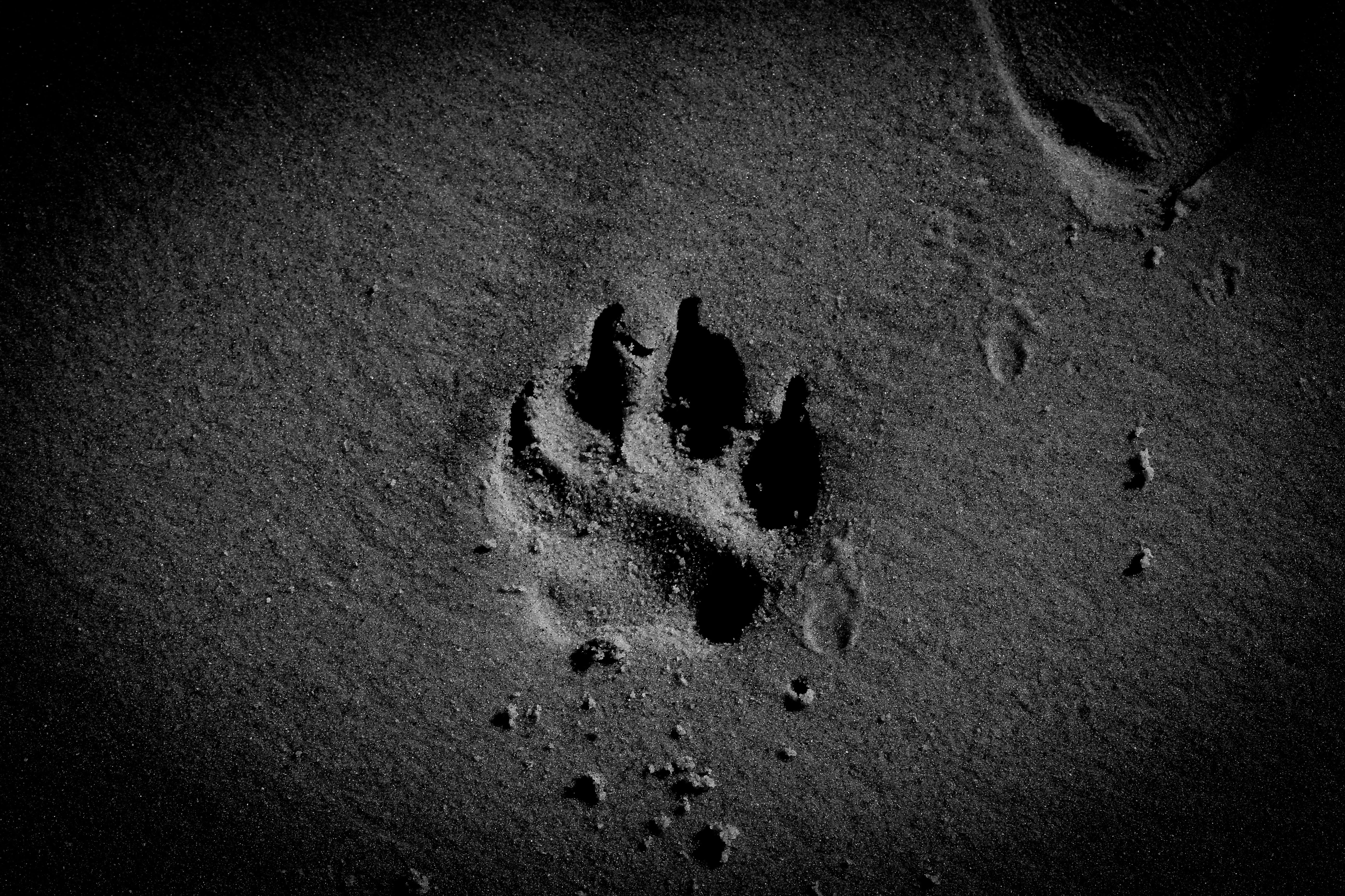 print, mystery, 5K, day, pet, no people, paw, track - imprint, dog paw, paw print, high angle view, vignette, wet, beach, backgrounds, full frame, land, HD Wallpaper