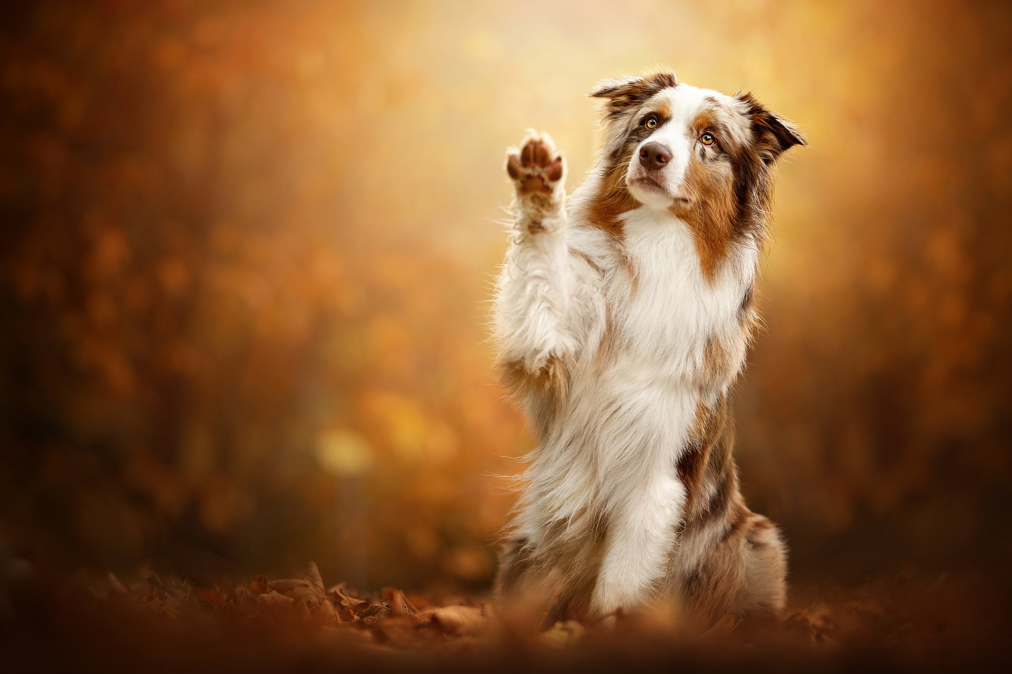 Aussie, leaves, background, dog, pose, Australian shepherd, 1080P, autumn, paw, HD Wallpaper