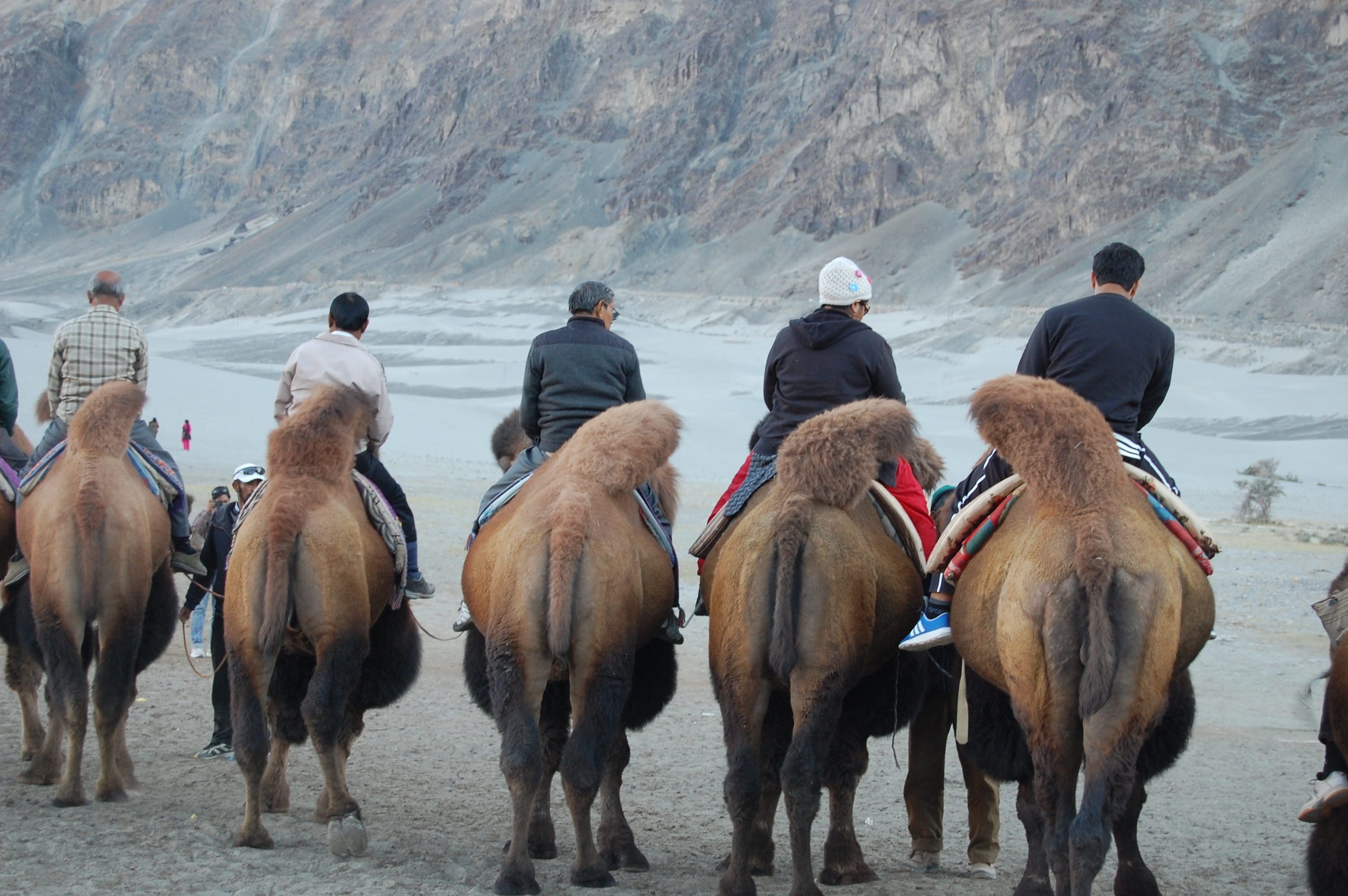 tibet, group of people, working animal, real people, livestock, lake, kashmir, india, horse, riding, camel, mammal, mountain, 2K, group of animals, ladakh, HD Wallpaper