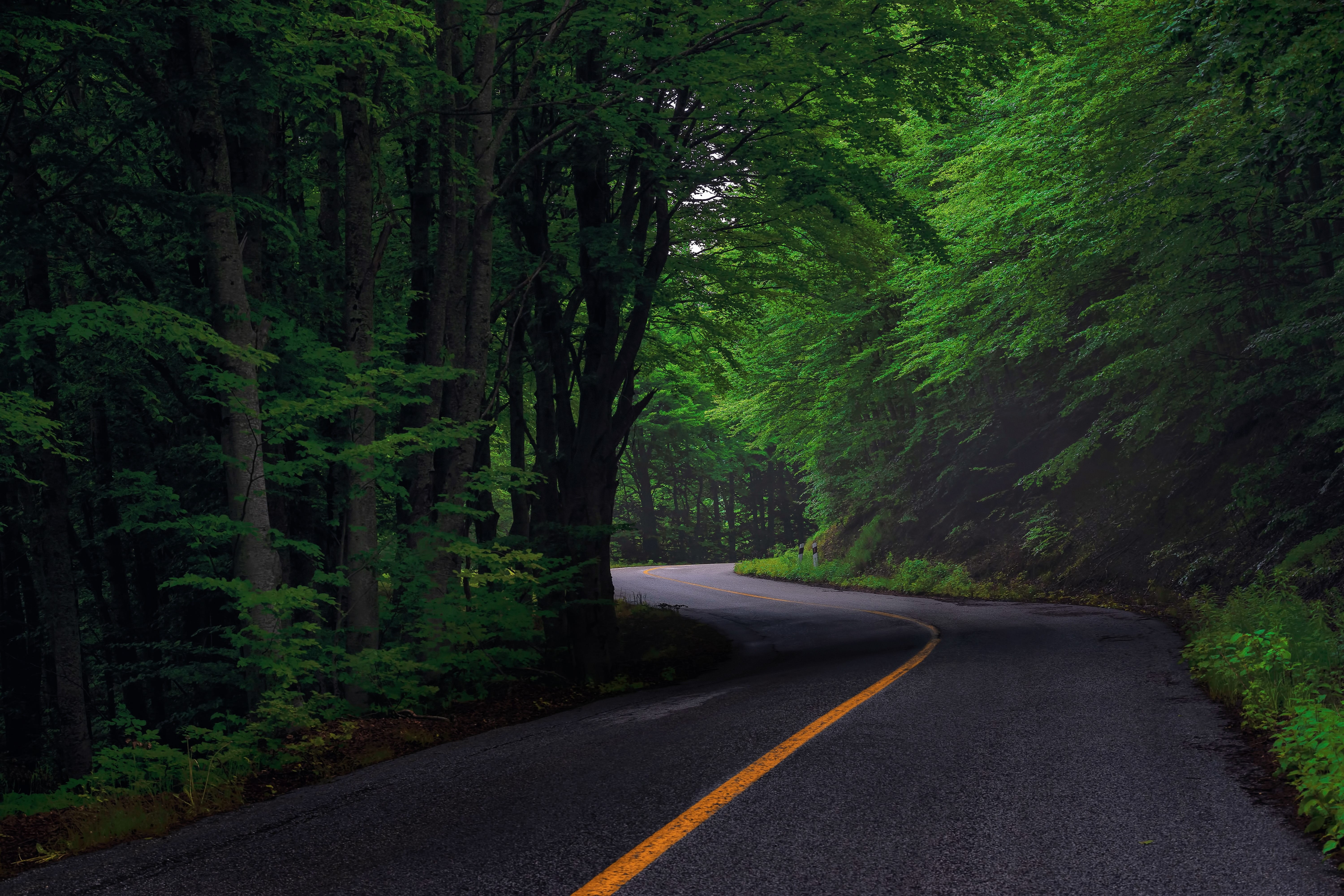 outdoors, plant, avenue, rest, land, diminishing perspective, growth, country, mood, landscape, forest, marking, travel, green color, direction, road marking, HD Wallpaper