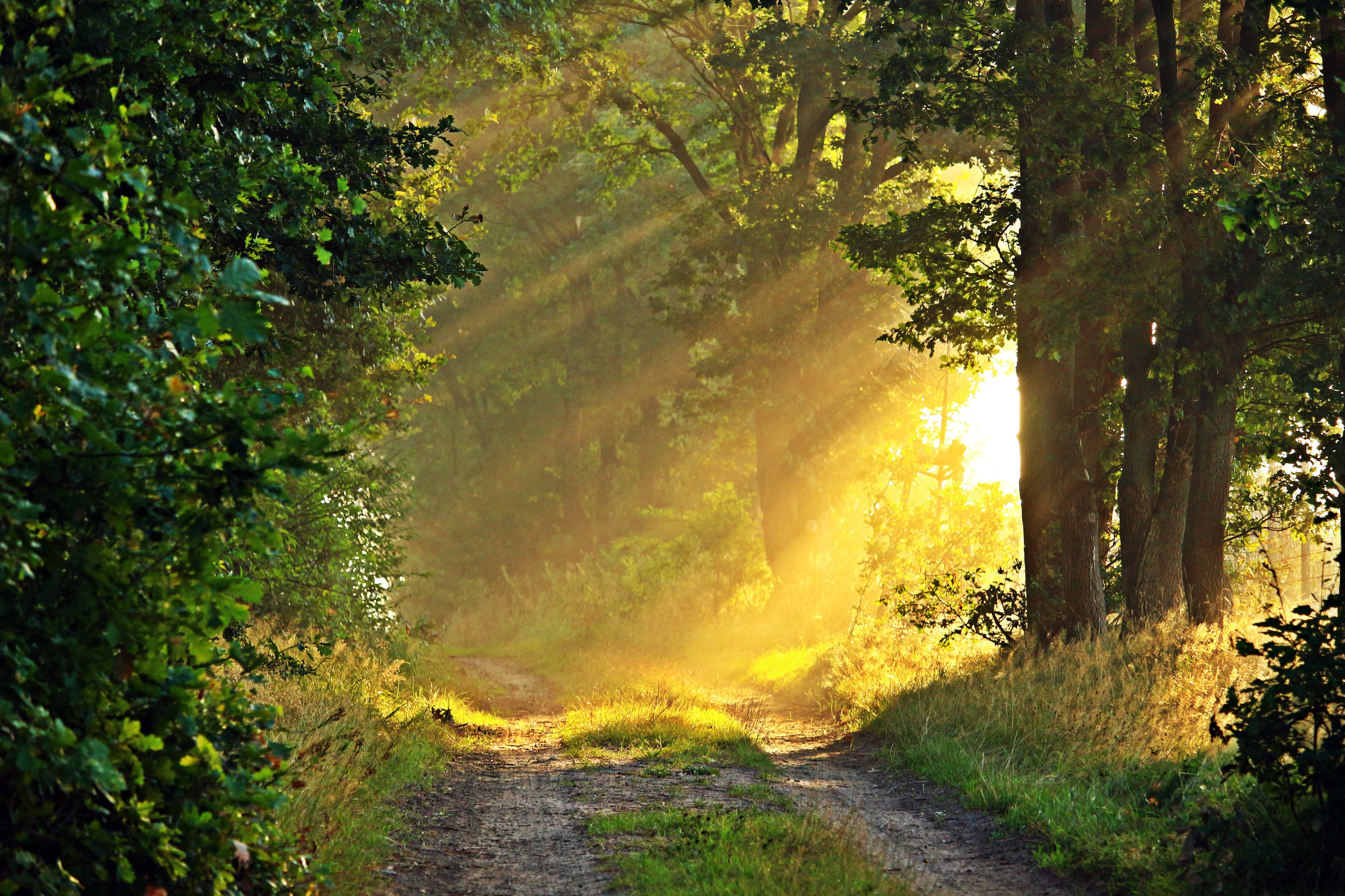 sunlight, mystical, autumn, trees, forest, outdoors, leaf, the way forward, road, green Color, mood, grey, woodland, growth, scenics, away, morning light, HD Wallpaper
