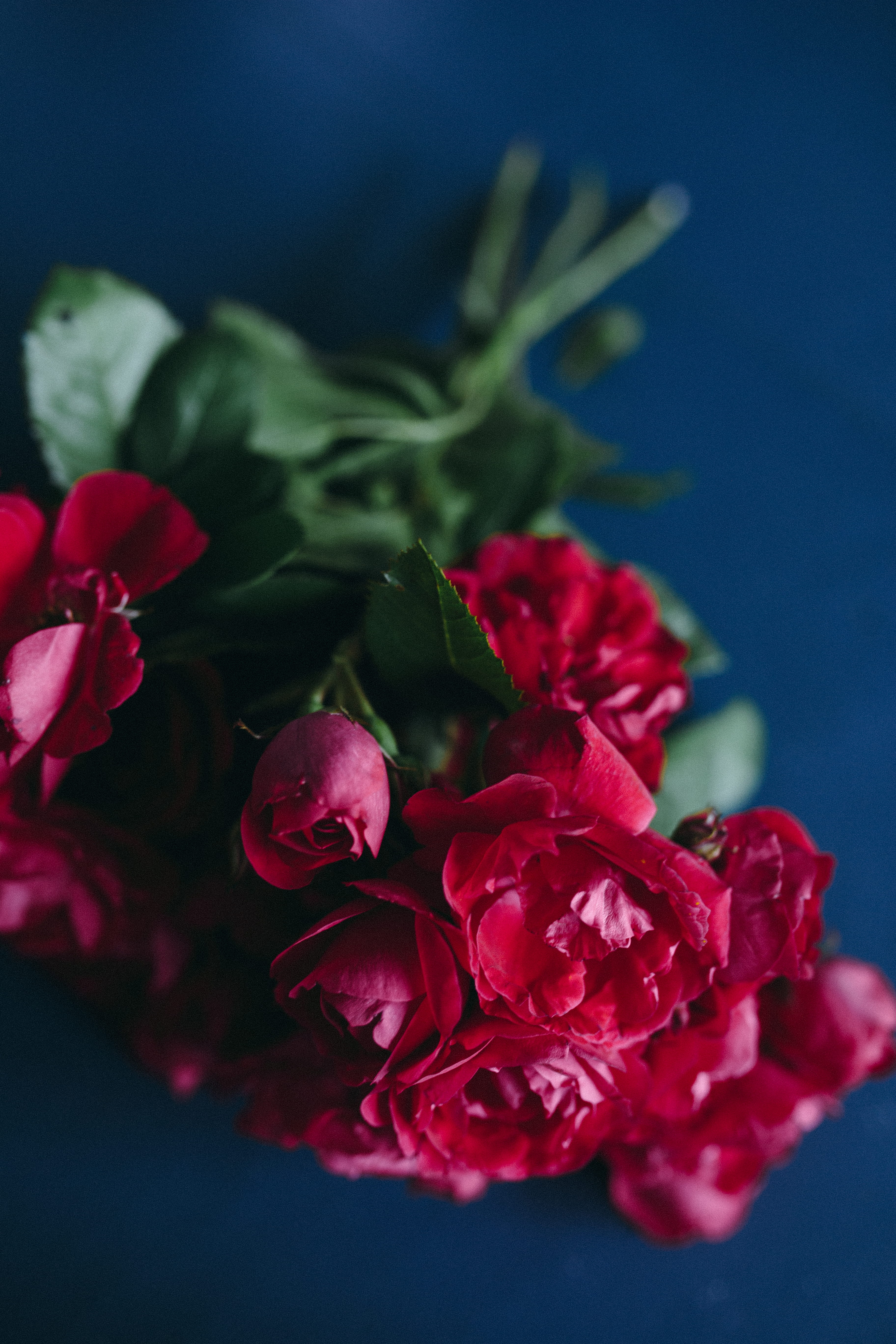 summer, plant part, fragility, flower Head, 5K, red roses, vulnerability, leaf, inflorescence, plant, nature, love, beauty In Nature, flowering plant, Phone HD Wallpaper