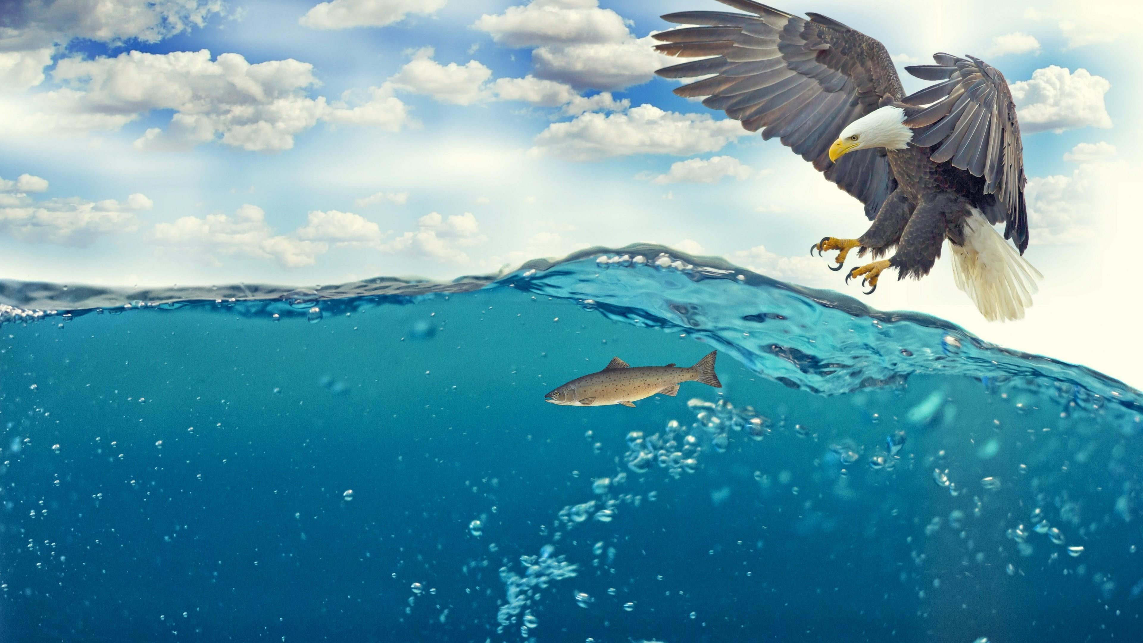 sky, animals in the wild, cloud - sky, marine, vertebrate, water, outdoors, hunt, beauty in nature, animal, sea, one animal, spread wings, underwater, 4K, HD Wallpaper