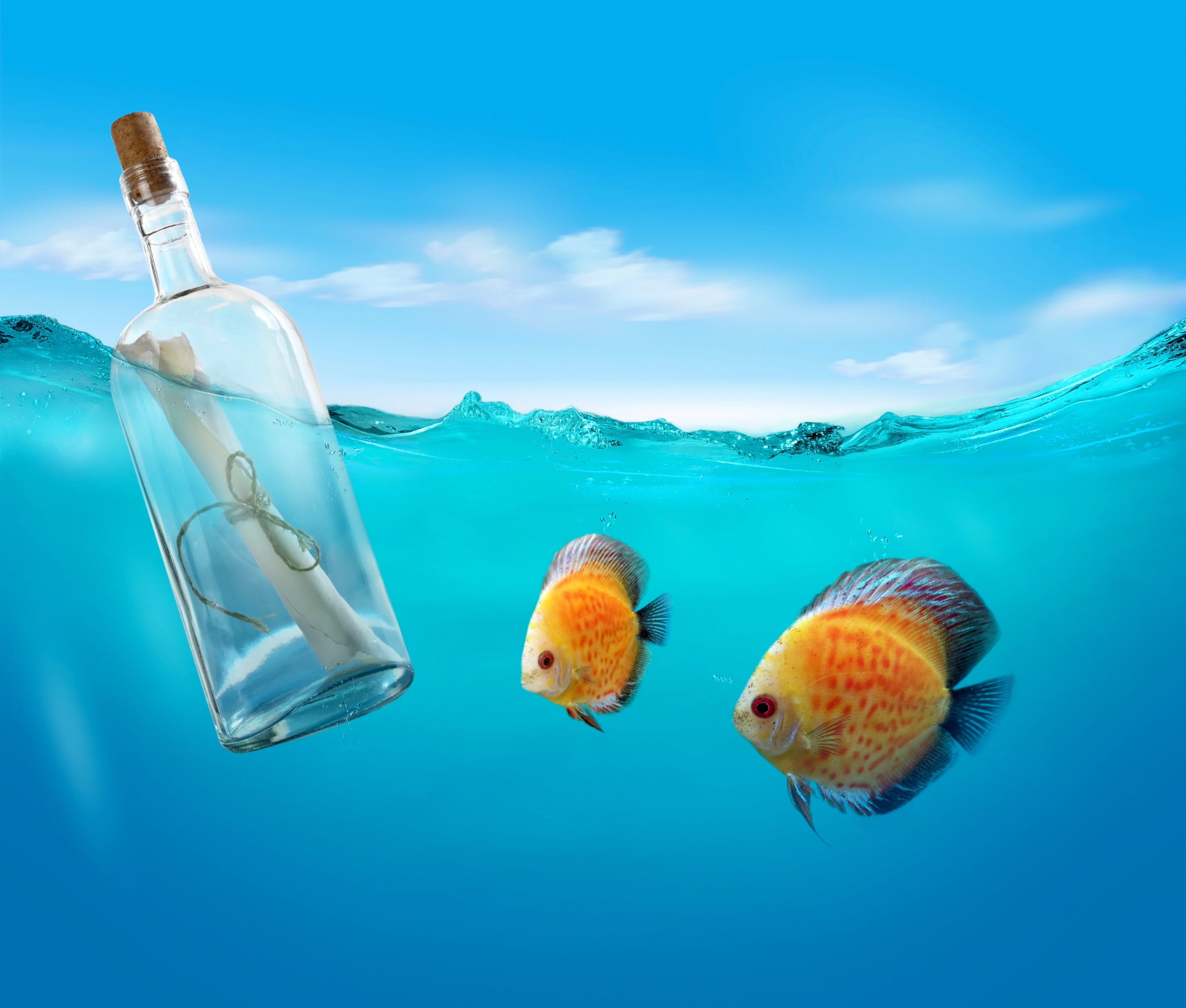 yellow, close-up, animal themes, message, turquoise colored, sea life, transparent, animal wildlife, no people, marine, blue background, fish, vertebrate, HD Wallpaper