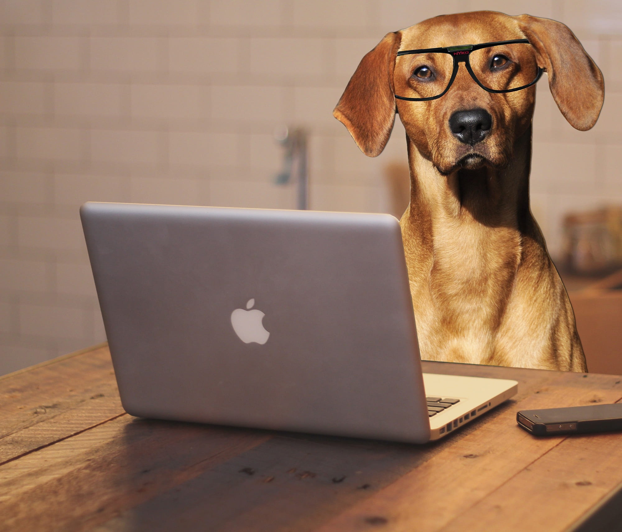 pet, domestic, animal themes, flooring, computer, humour, humor, vertebrate, wireless technology, desk, indoors, screen, breed, laptop, macbook, rhodesian ridgeback, HD Wallpaper