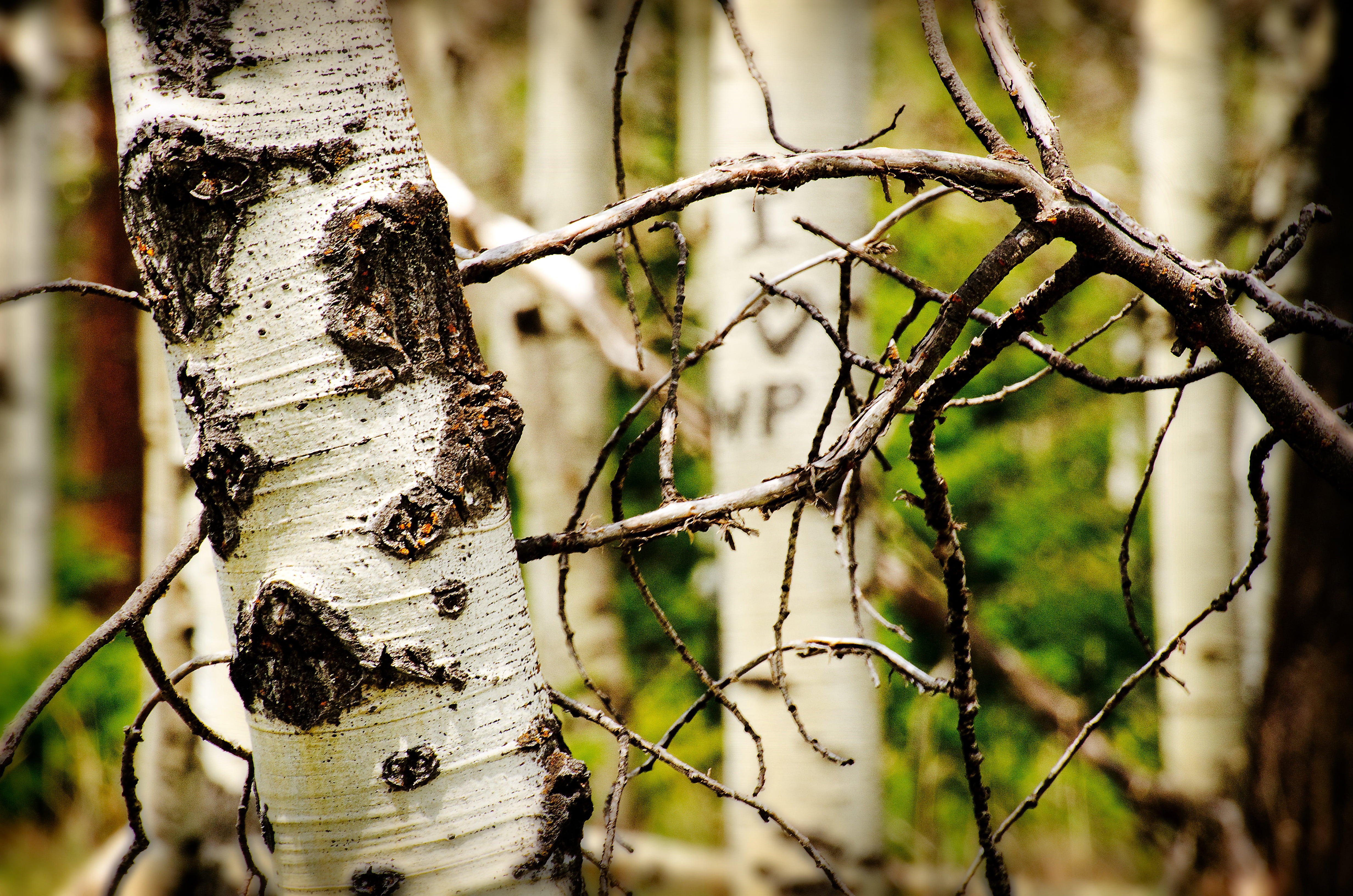 day, cut, heart, land, memento, lichen, carved, carved initials, forest, wood, shape, age, carving, romance, graffiti, selective focus, trees, hills, textured, HD Wallpaper