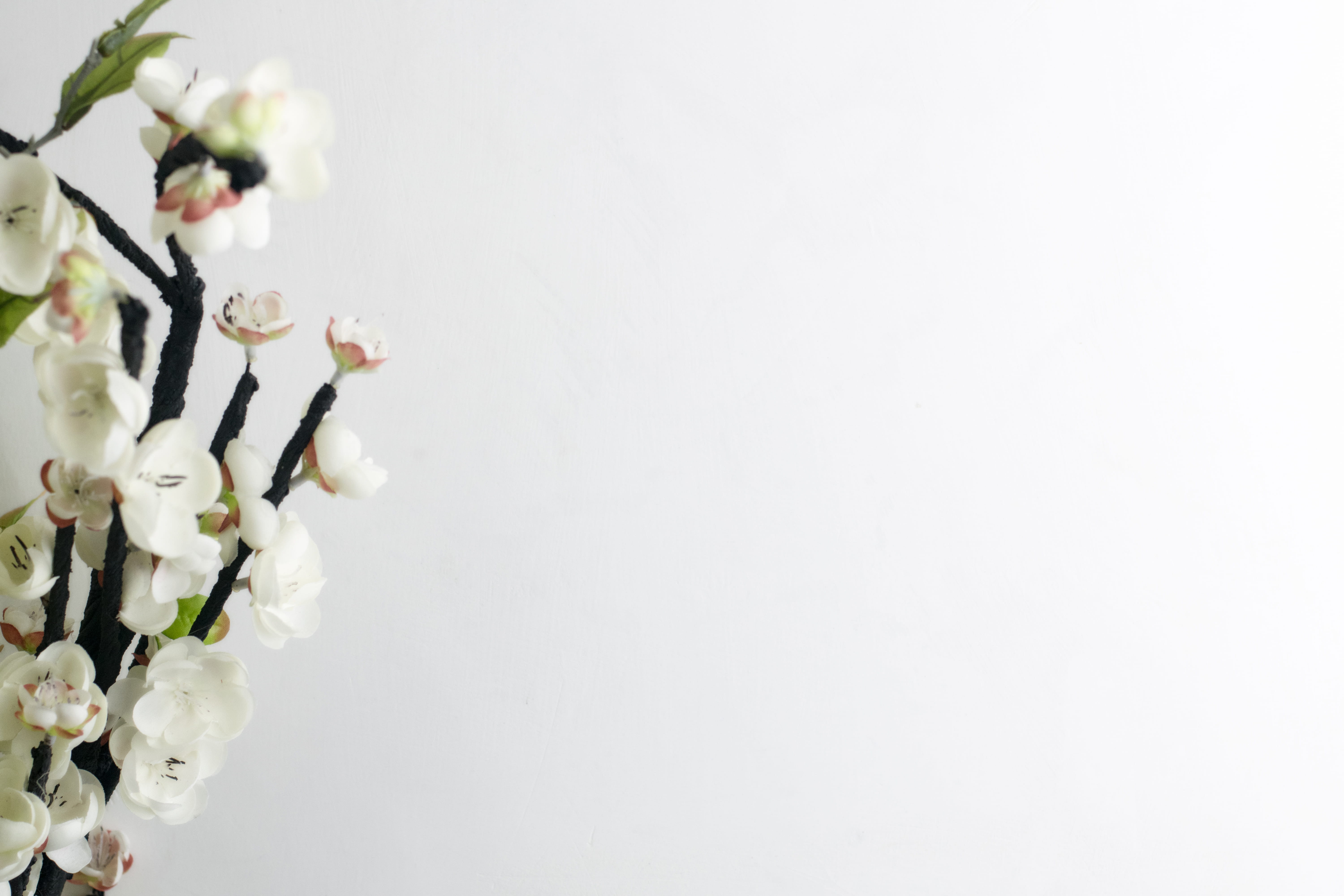 plant, petal, fragility, inflorescence, flower head, close-up, flower arrangement, freshness, white background, growth, minimal, studio shot, flowering plant, HD Wallpaper