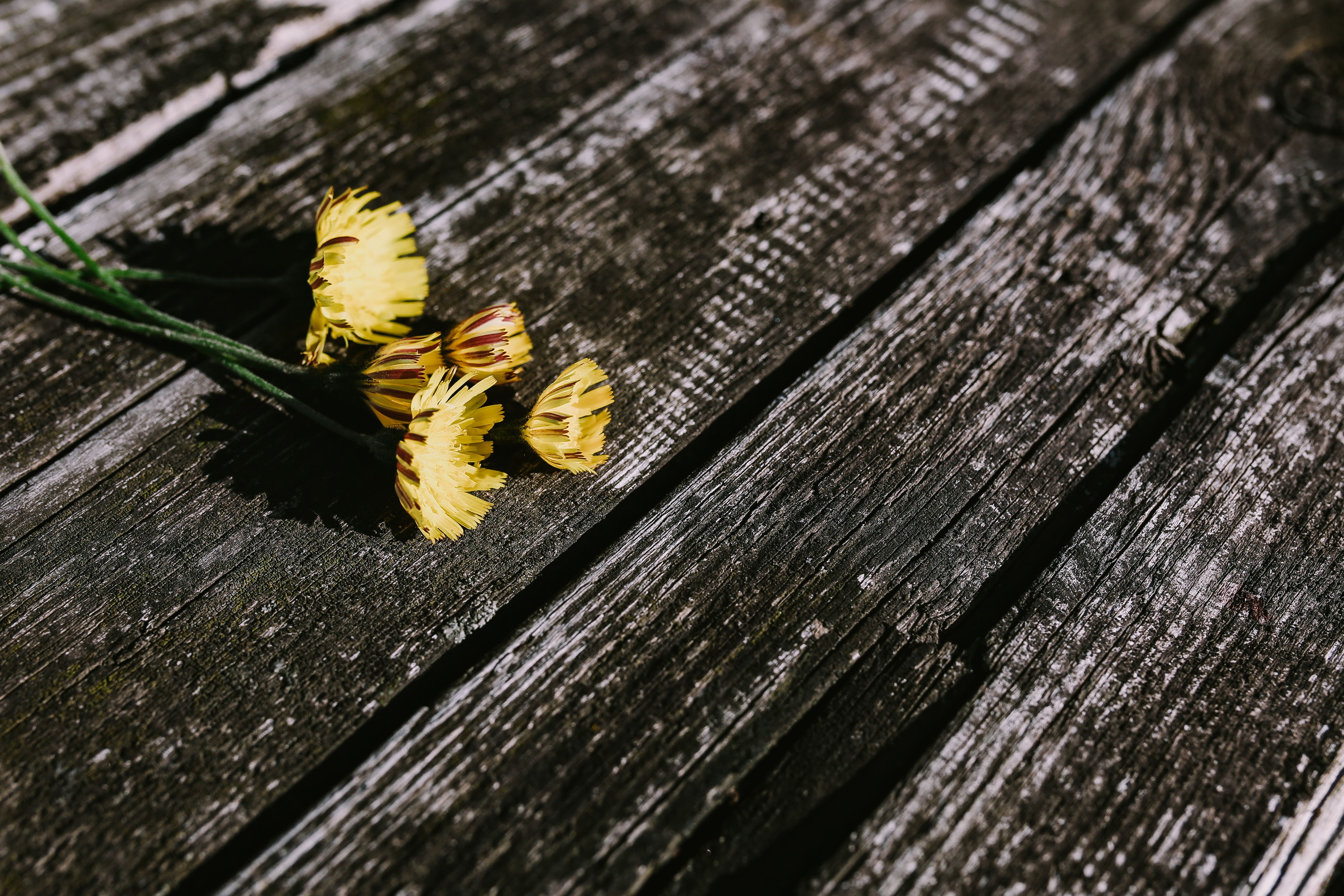 backgrounds, nature, Small, copy space, berries, wood - Material, wooden, no people, invertebrate, textured, open space, pencils, animal wildlife, animal themes, HD Wallpaper