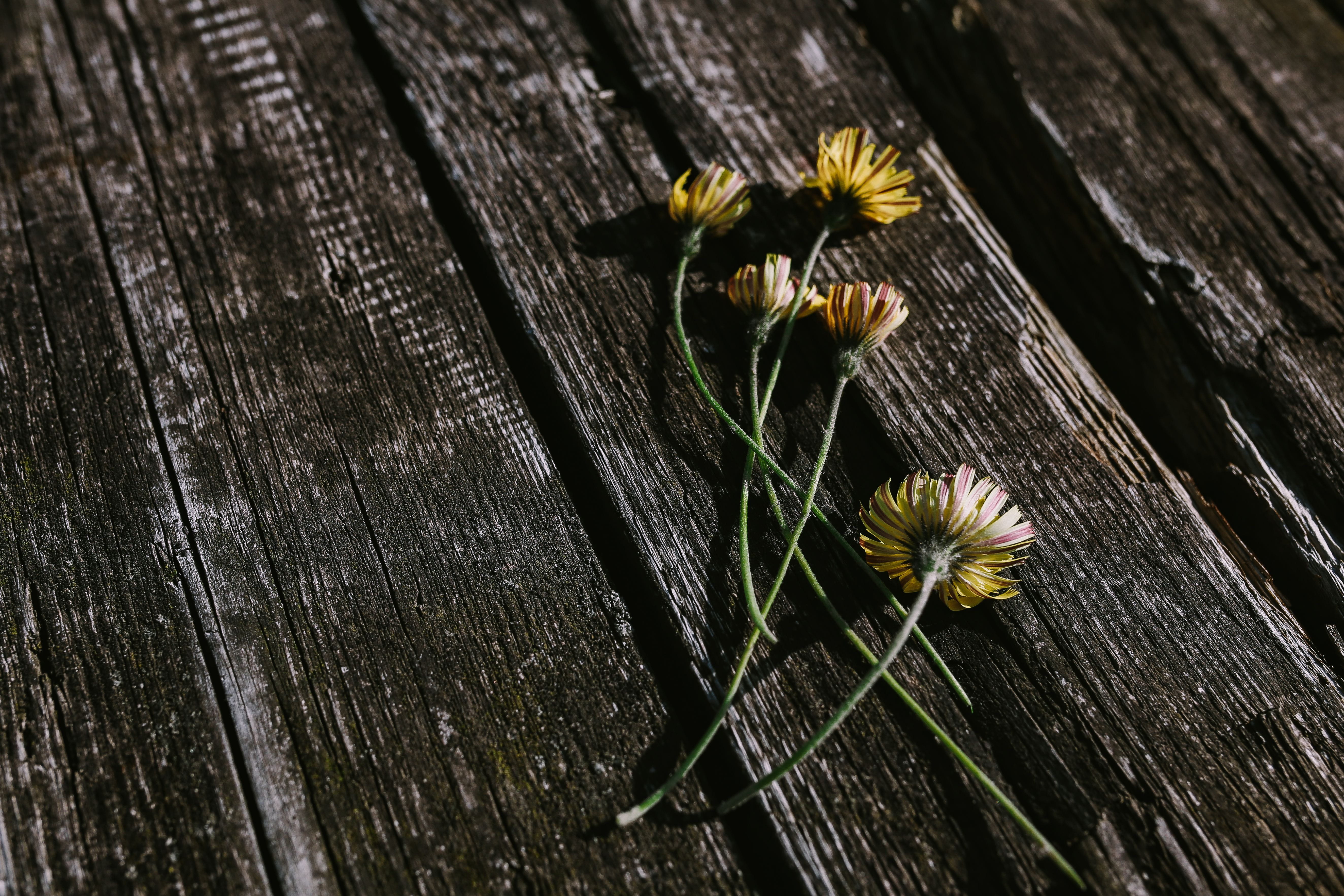 mockup, plant, inflorescence, petal, Small, selective focus, pollen, flowering plant, blueberries, things, fragility, wooden, flower, freshness, outdoors, HD Wallpaper