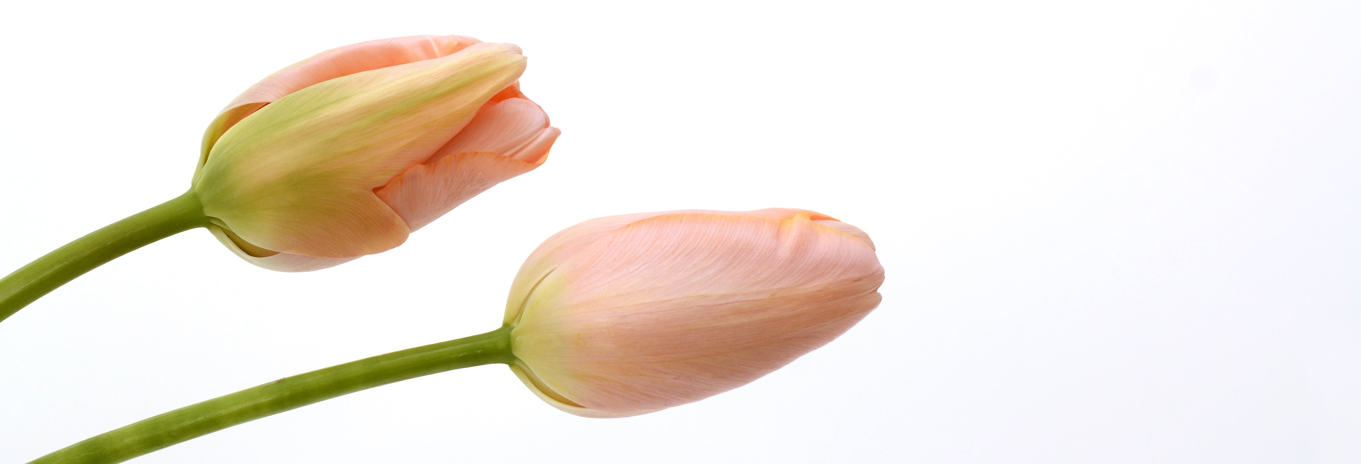 header, flower head, copy space, spring flowers, inflorescence, flowers, pink, nature, tulip, banner, cut out, freshness, softness, head image, vulnerability, HD Wallpaper