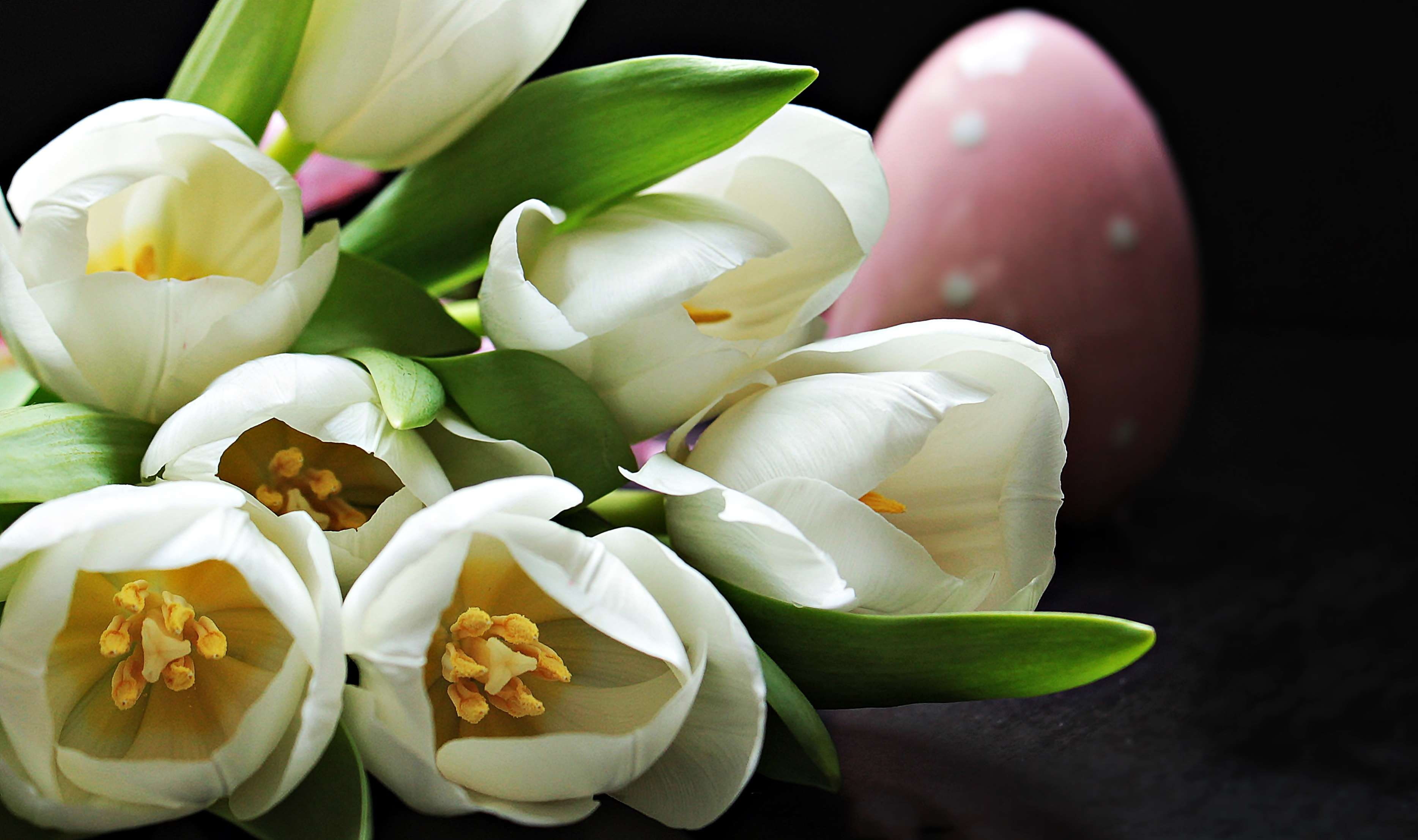 inflorescence, joy, indoors, early bloomer, studio shot, flowers, fragility, cheerful, concerns, give away, floral greeting, close-up, flower, easter, green color, HD Wallpaper