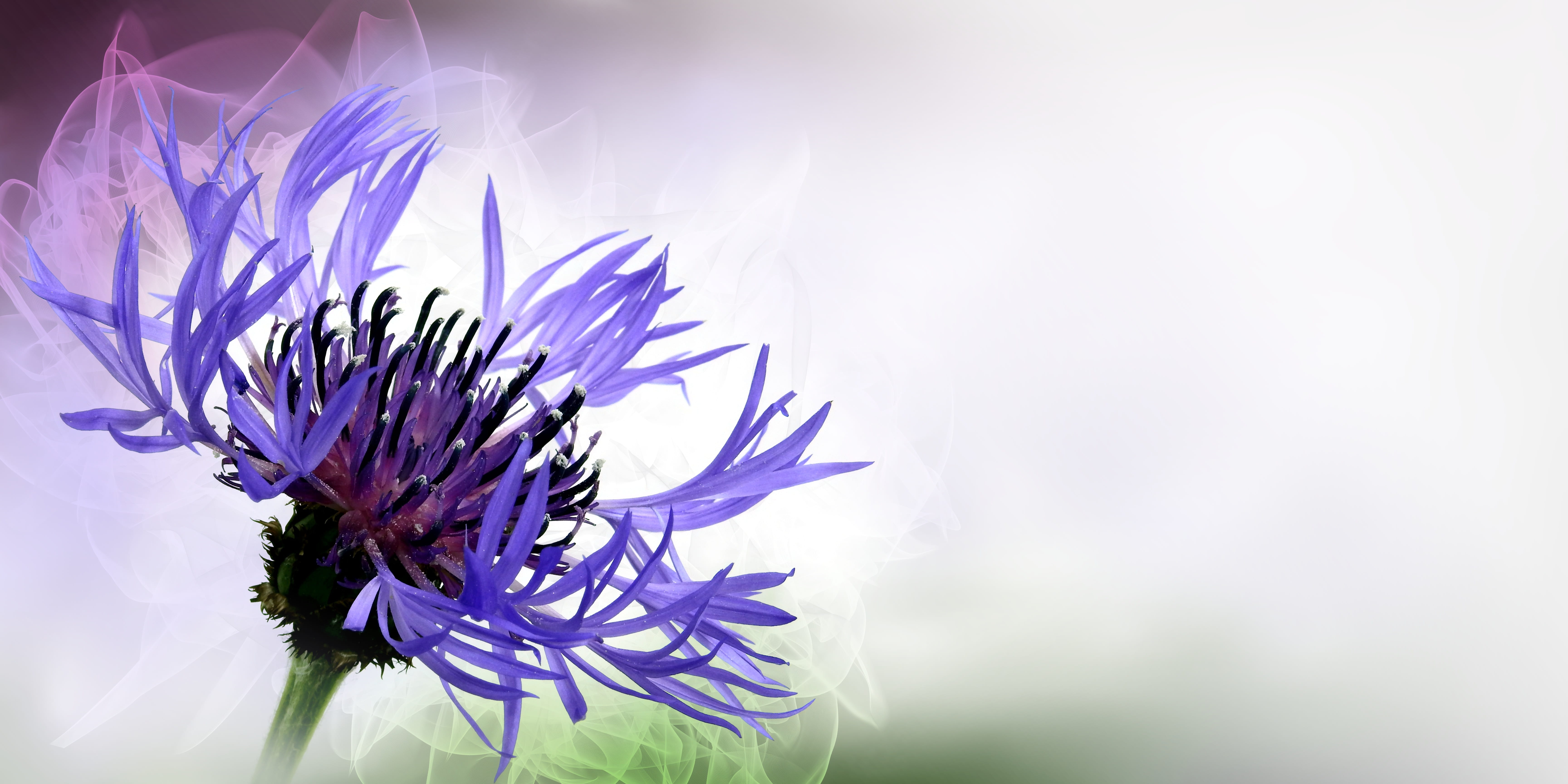 single Flower, birthday, copy space, plant, greeting, wildflower, flower Head, map, flower, outdoors, summer, purple, bloom, flowering plant, softness, HD Wallpaper