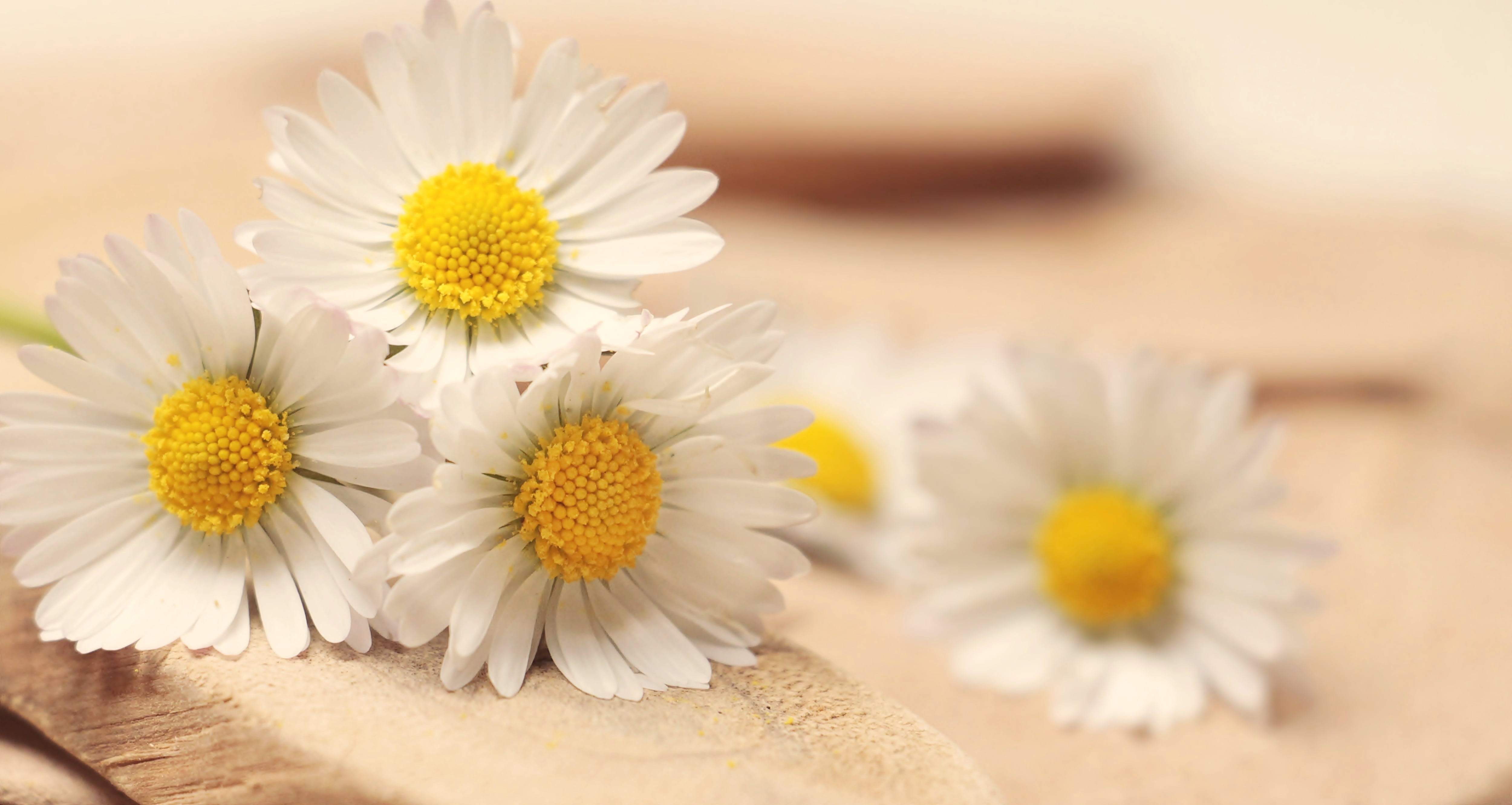 greeting card, flower, freshness, 4K, fragility, wood, petal, daisy, flowers, outdoors, focus, affection, summer, thank you, romantic, romance, softness, HD Wallpaper