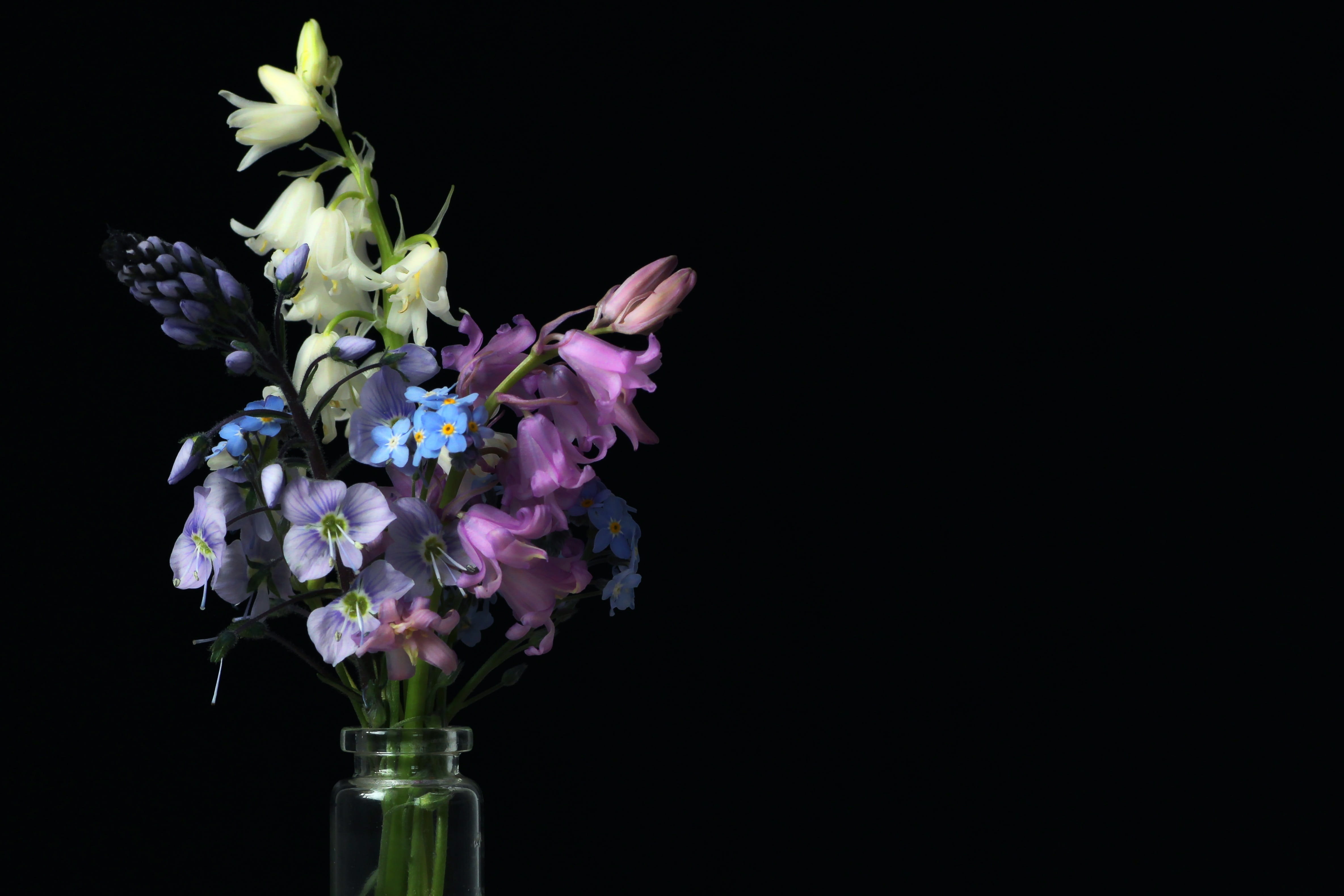 close-up, bloom, freshness, spring flowers, vase, fragility, frühlingsanfang, forget me not, flower, greeting card, spring, petal, vulnerability, flower head, HD Wallpaper