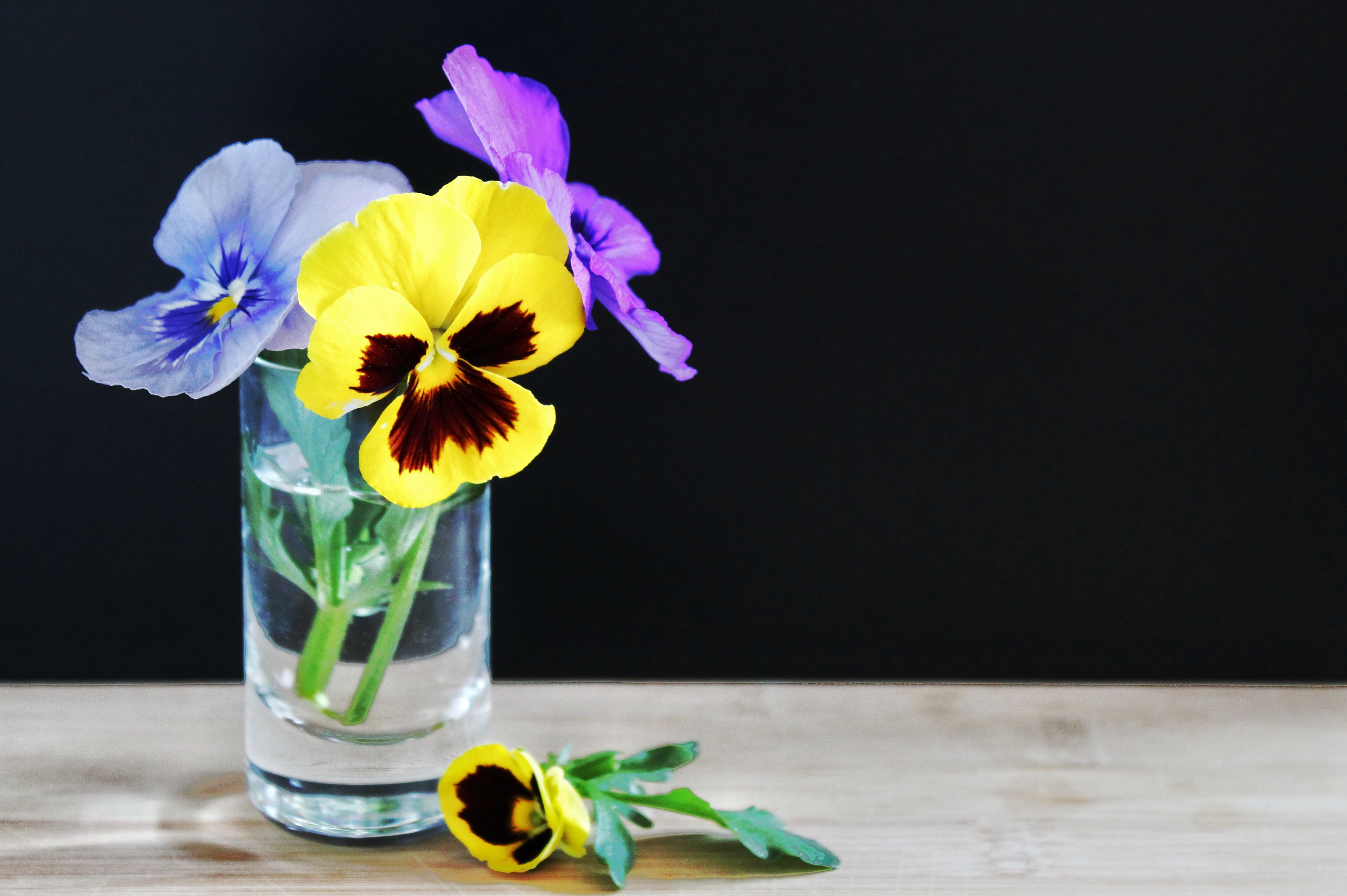 close-up, season, clear, black background, flower head, blue, flowers, bouquet, purple, indoors, beauty in nature, spring, flowering plant, studio shot, HD Wallpaper