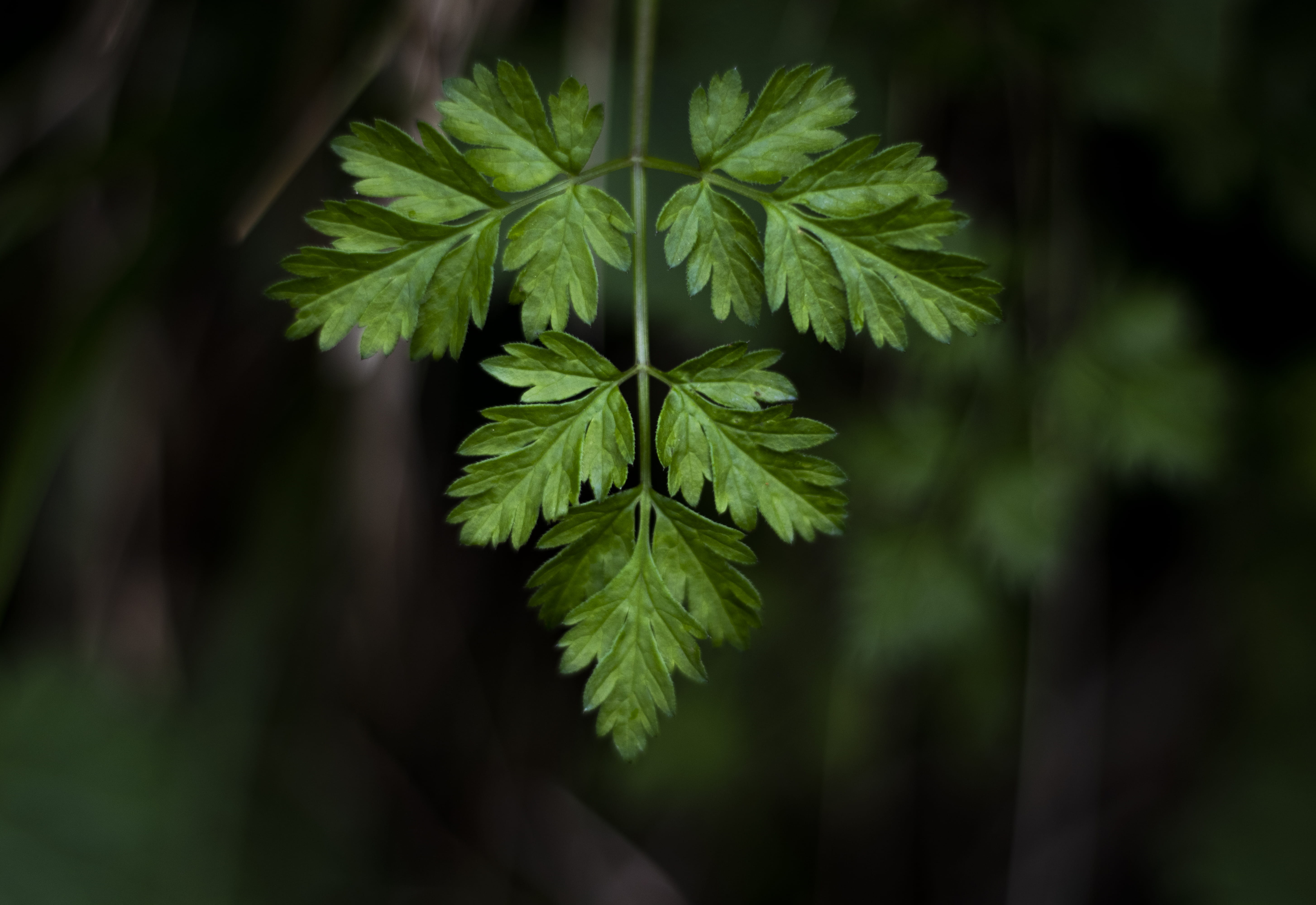 green color, bokeh, no people, plant, growth, herbal, planter, fern, vase, pottery, beauty in nature, freshness, nature, green, day, life, close-up, 5K, HD Wallpaper
