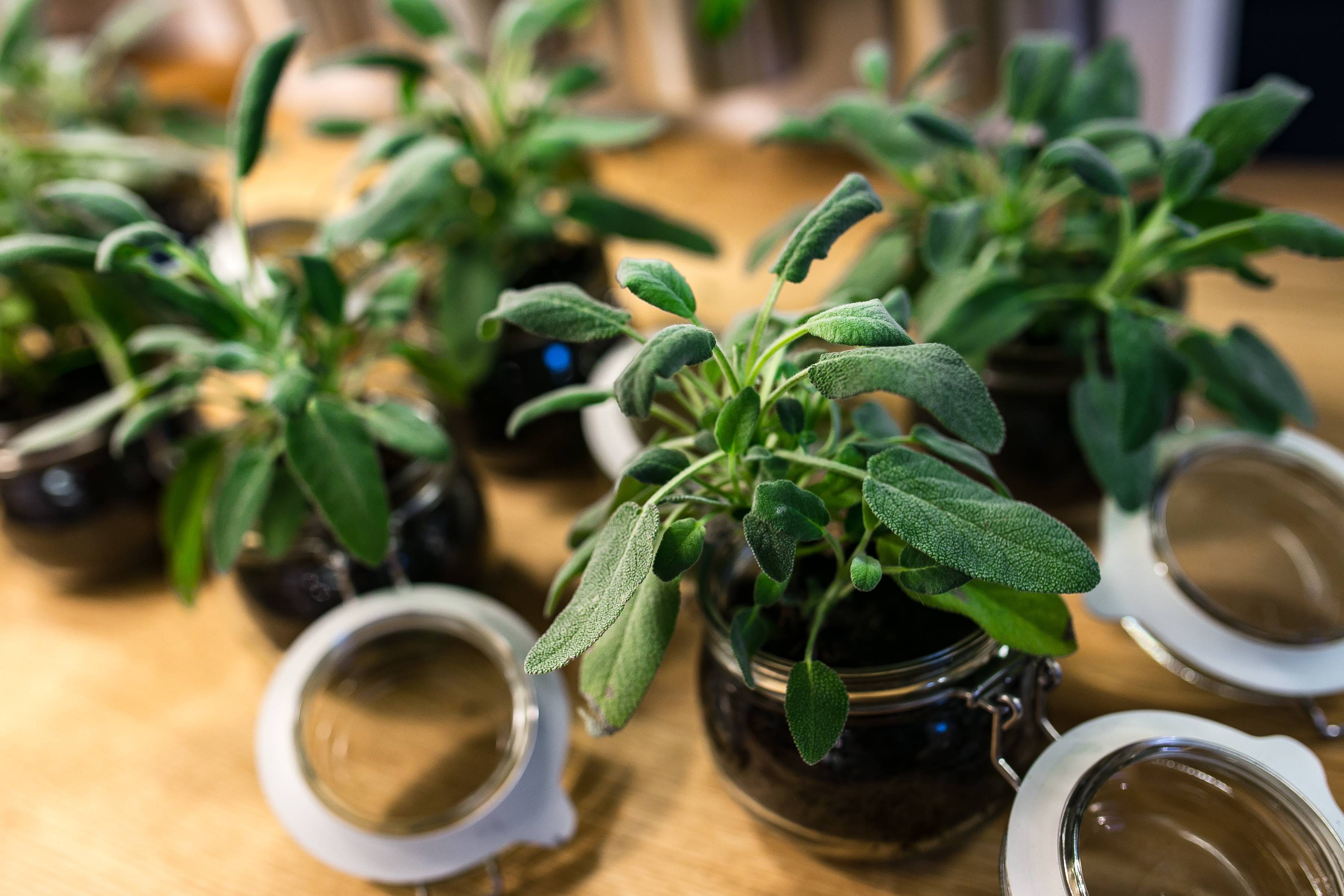 herb, glass jars, close-up, no people, food and drink, pot, wellbeing, selective focus, freshness, table, rosemary, jars, food, mint leaf - culinary, leaf, HD Wallpaper