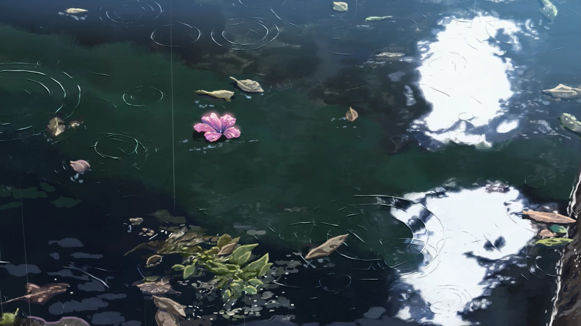 sunlight, flower, beauty in nature, leaf, plant part, vertebrate, swimming, 1080P, no people, growth, high angle view, flowering plant, water, The Garden Of Words, HD Wallpaper